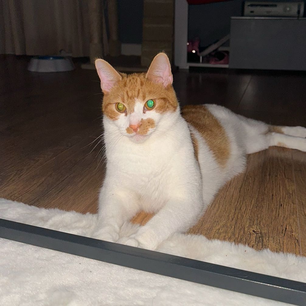 Leo