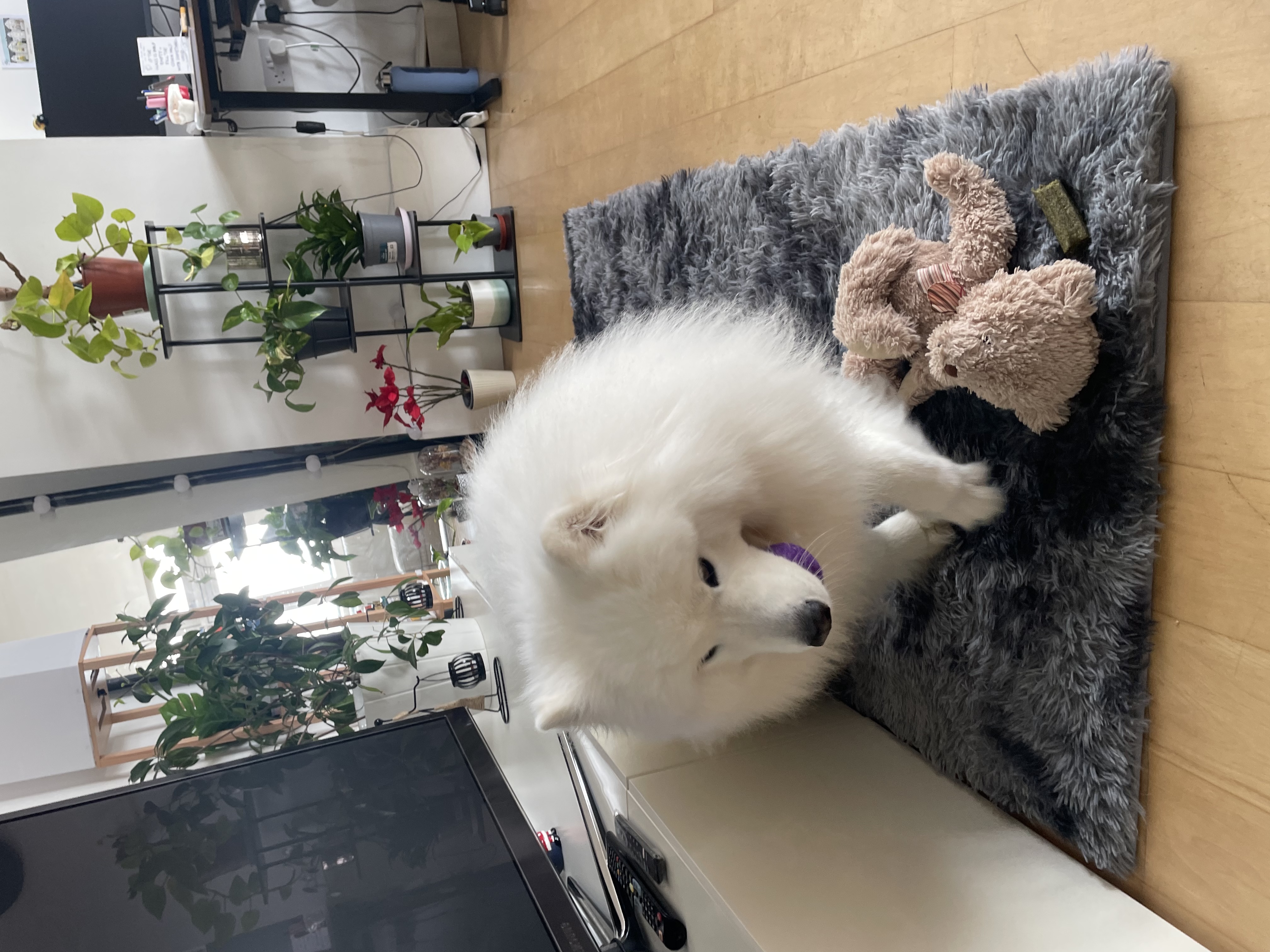 image-12