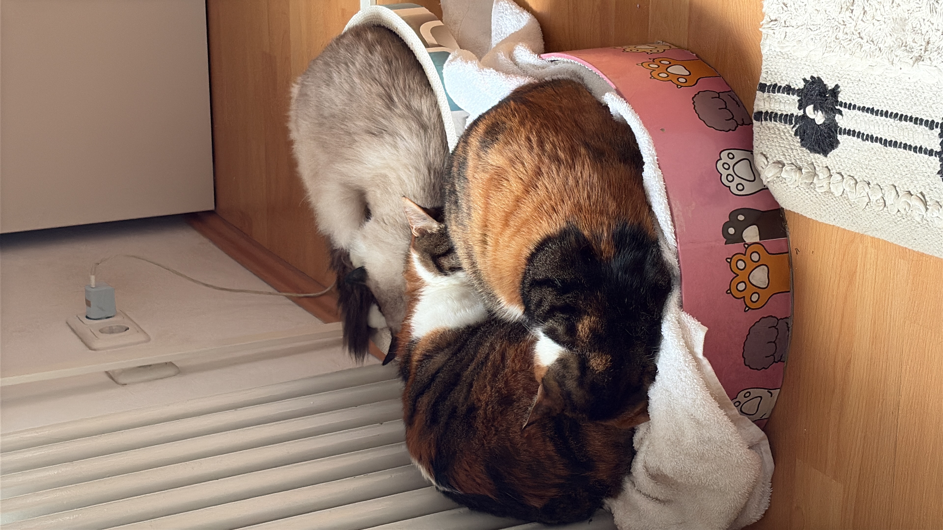 image-7