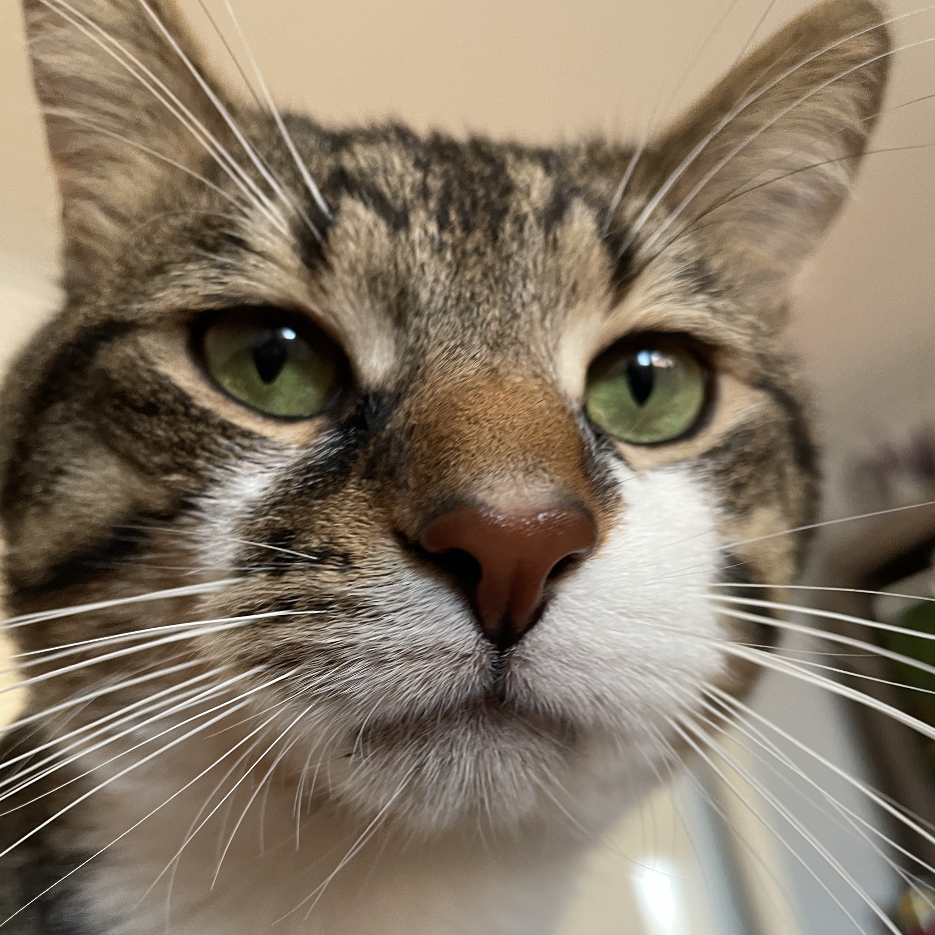 Minet