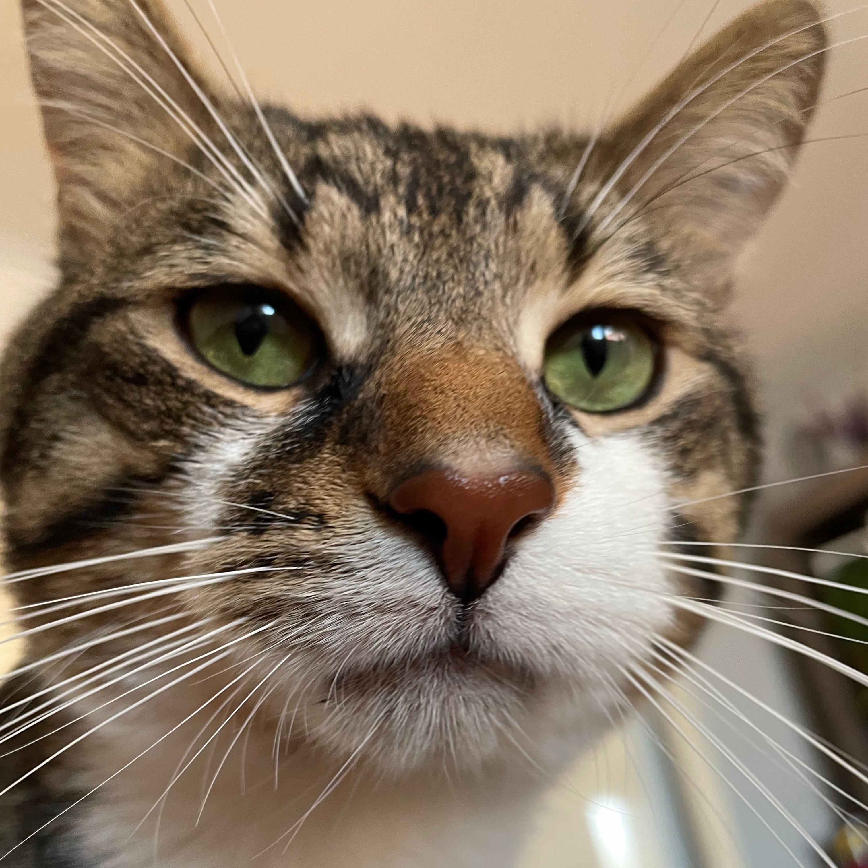 Minet