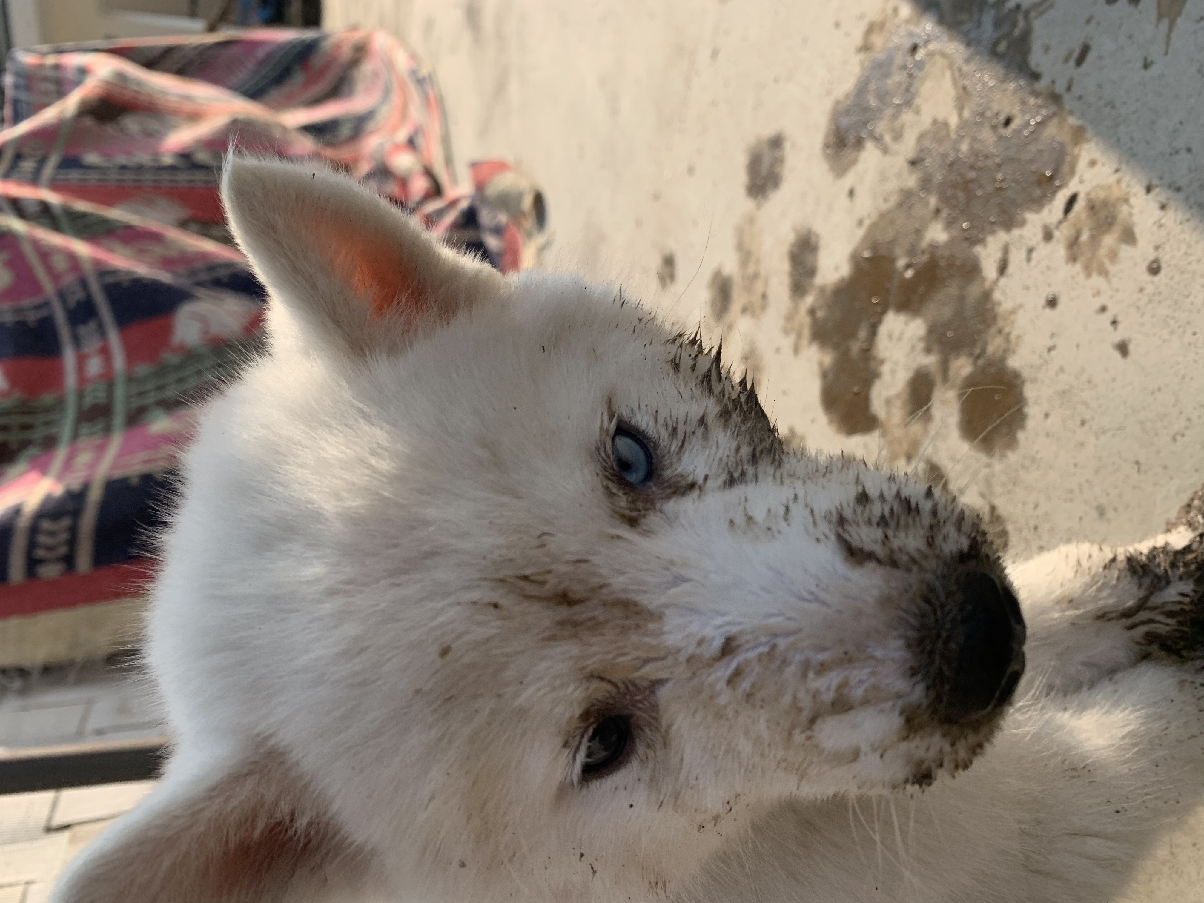 image-8