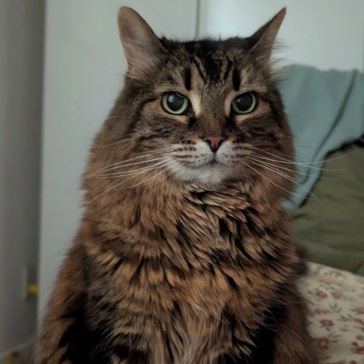 Maya