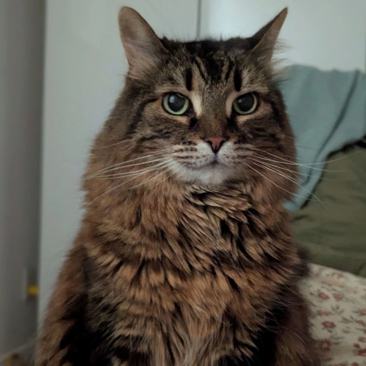 Maya