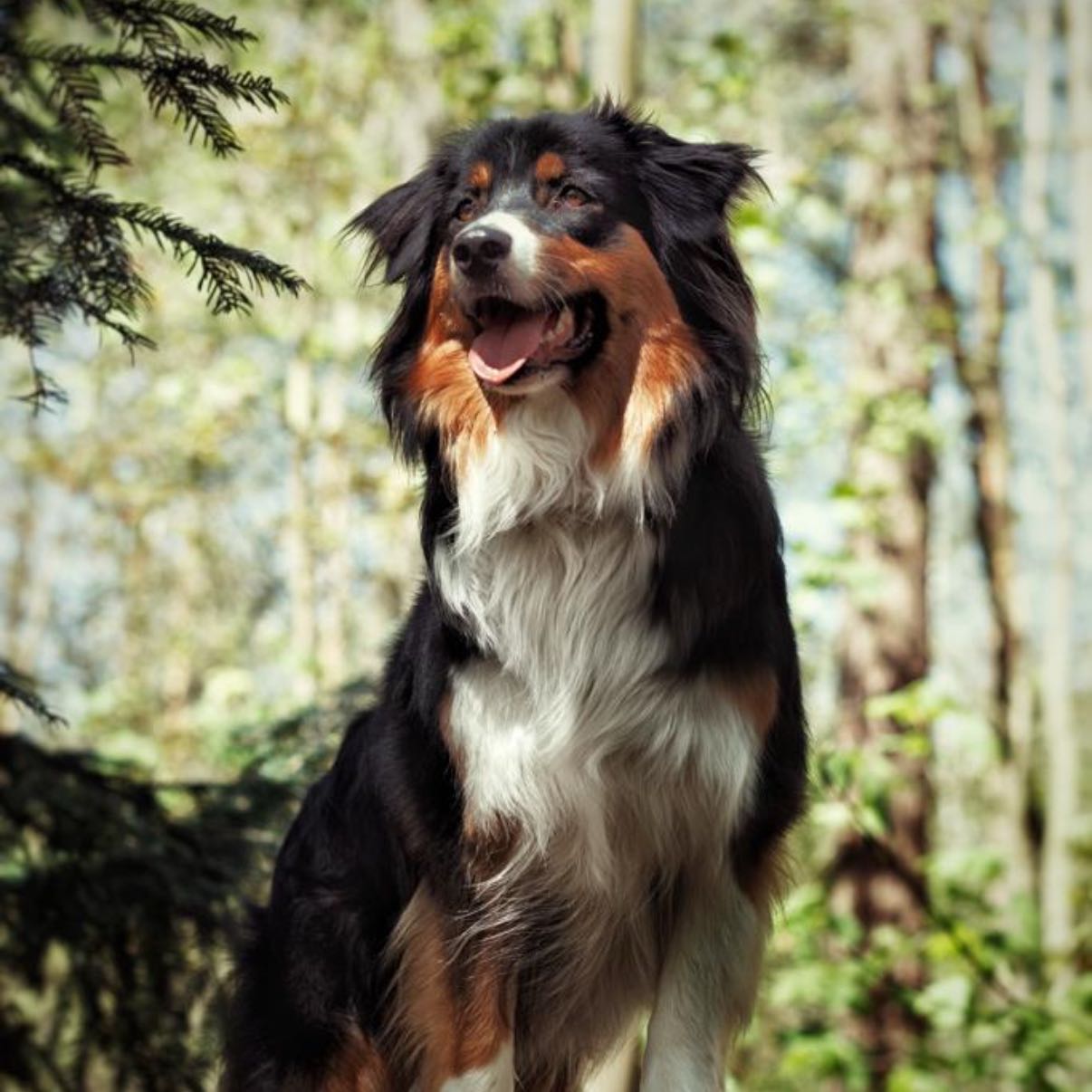 Bailey