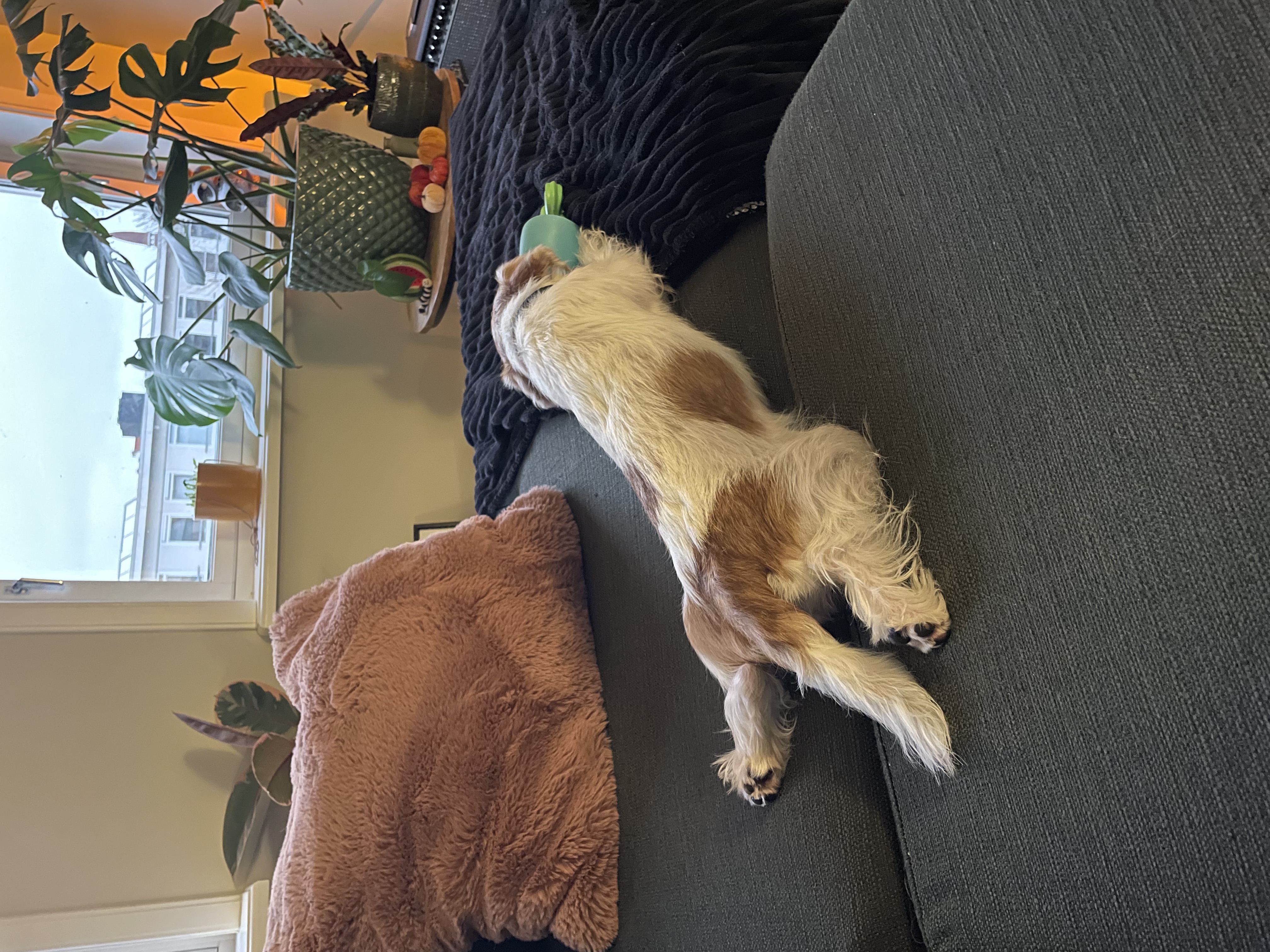 image-9