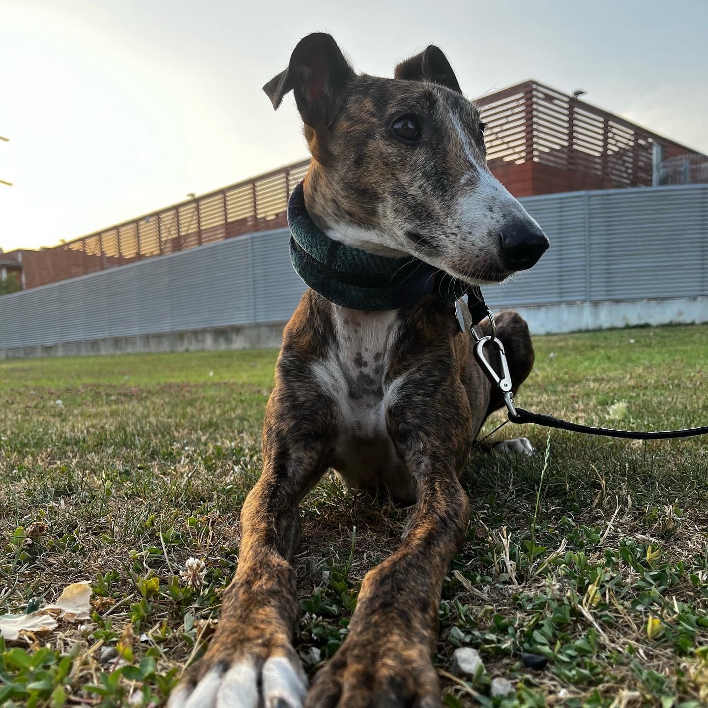 Laika