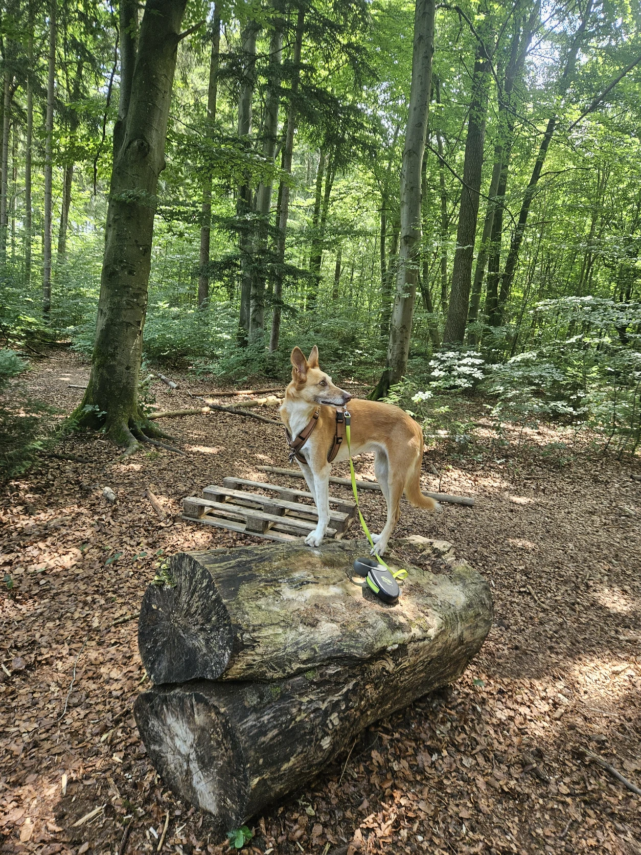 image-3