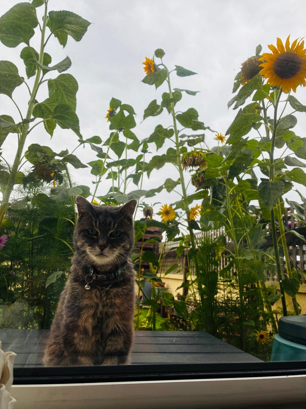 image-5