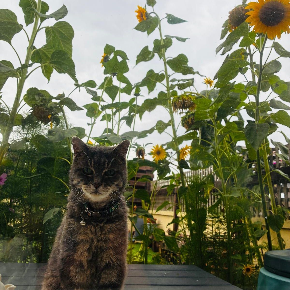 Tilly