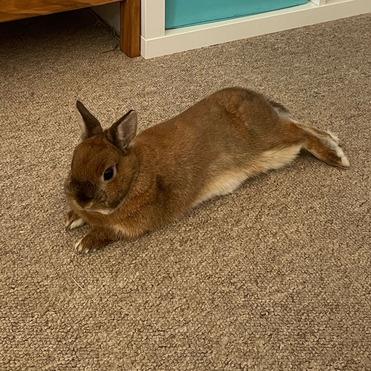 Smudge 🐇