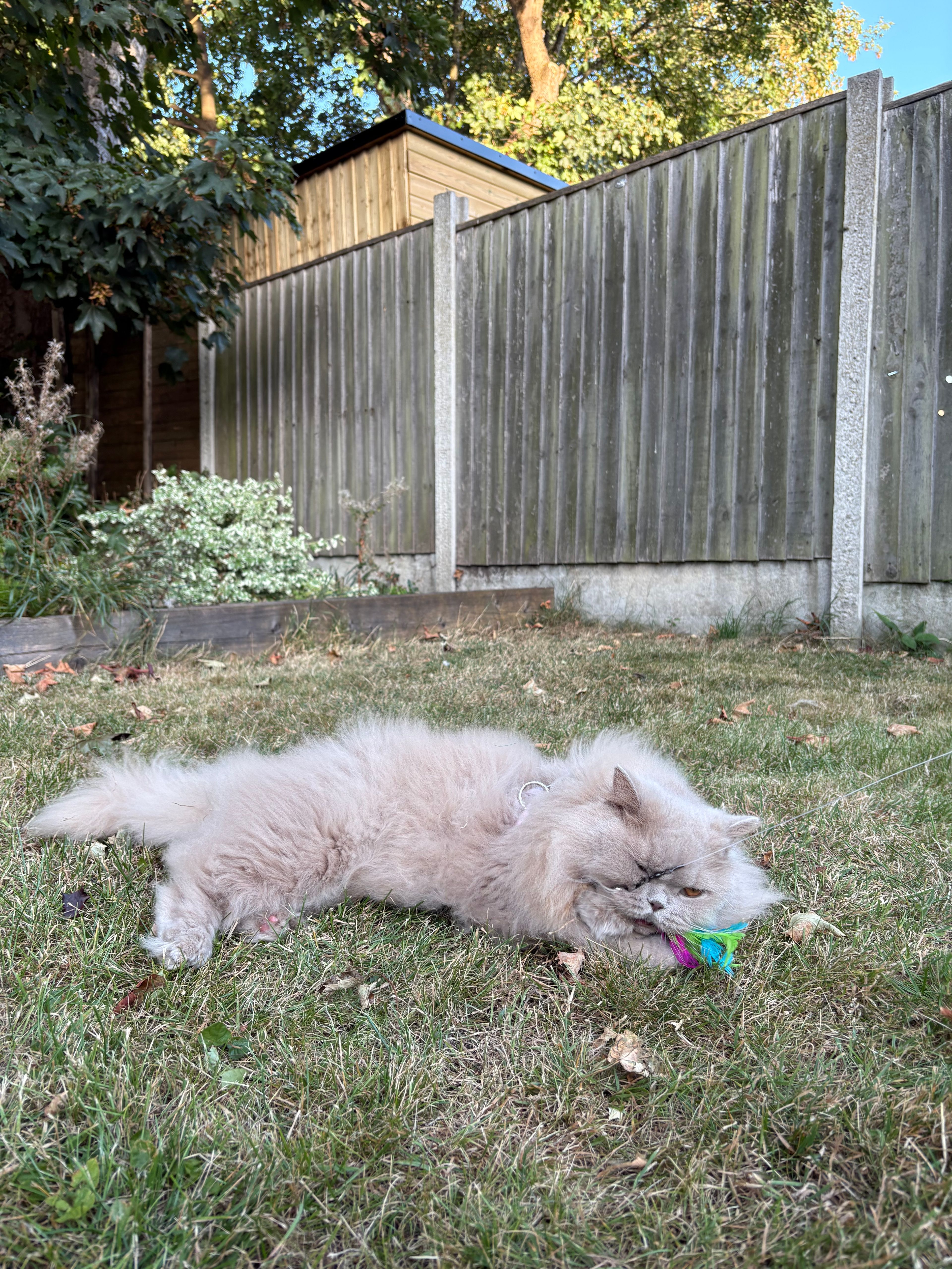 image-9