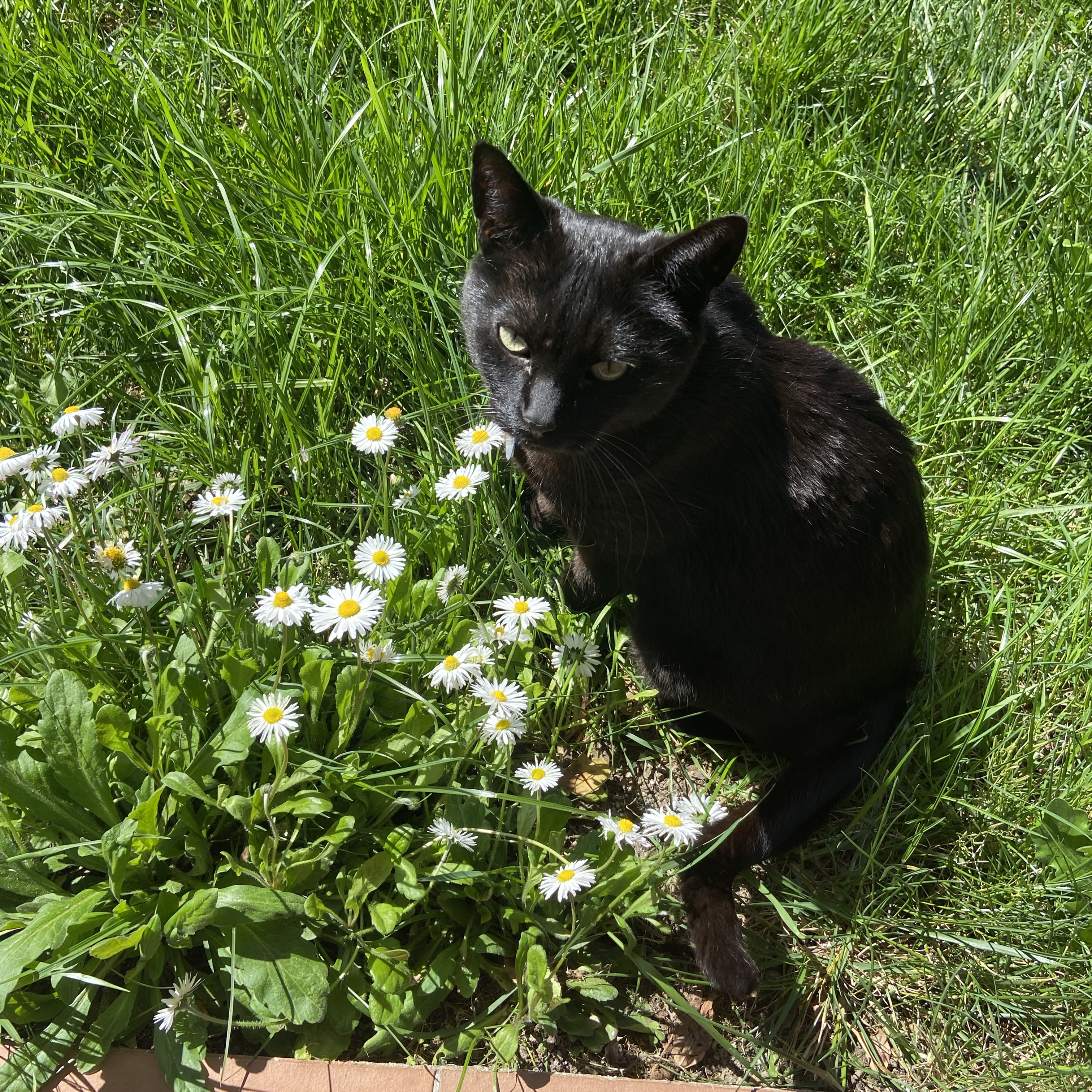 Vincent