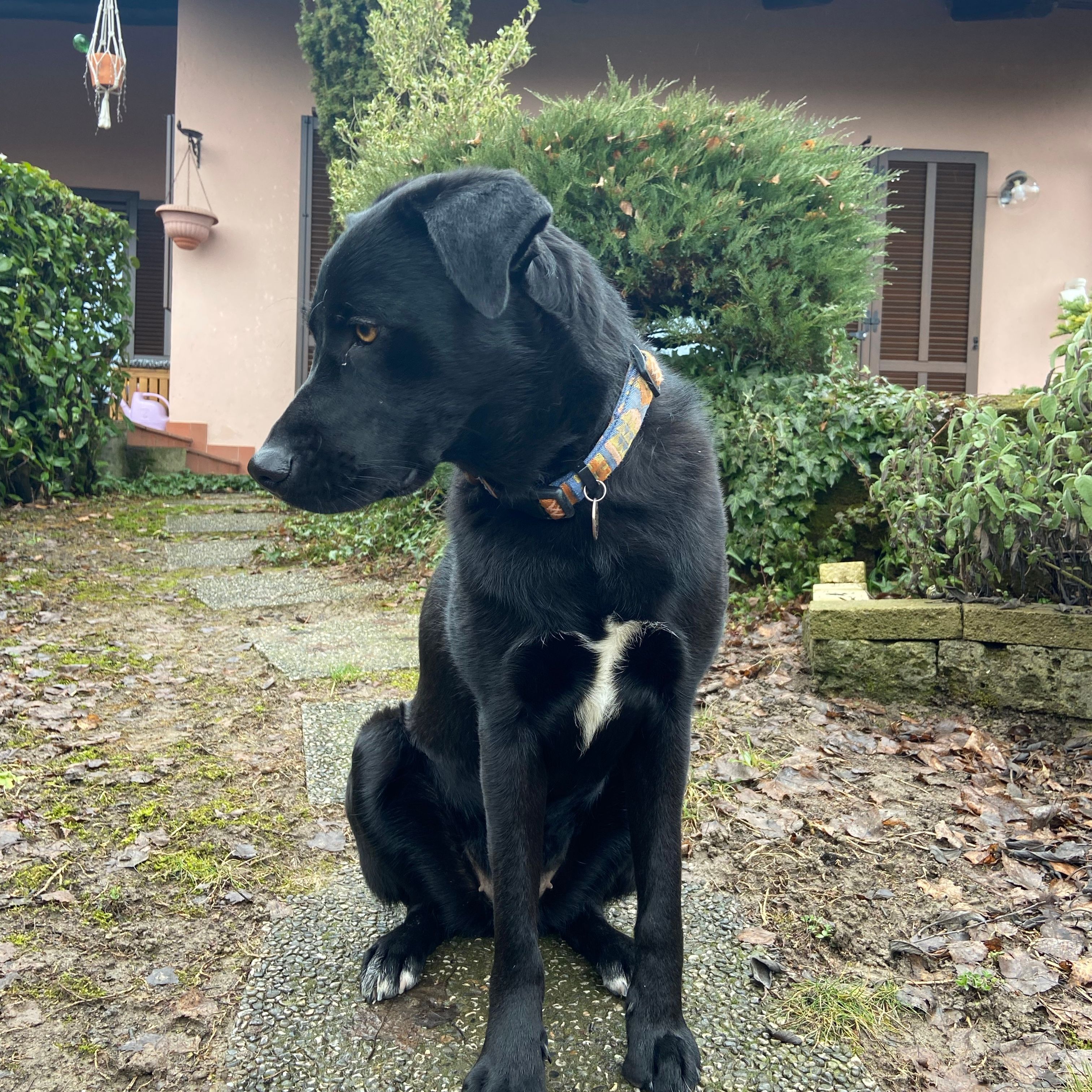 lila