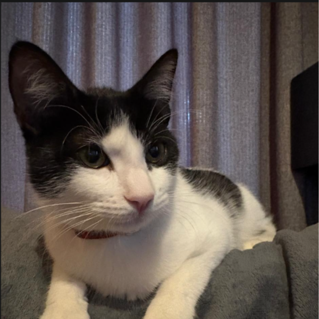Felix