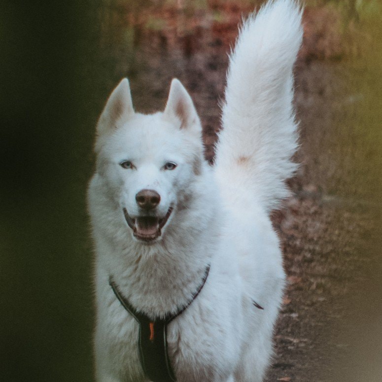 Odin