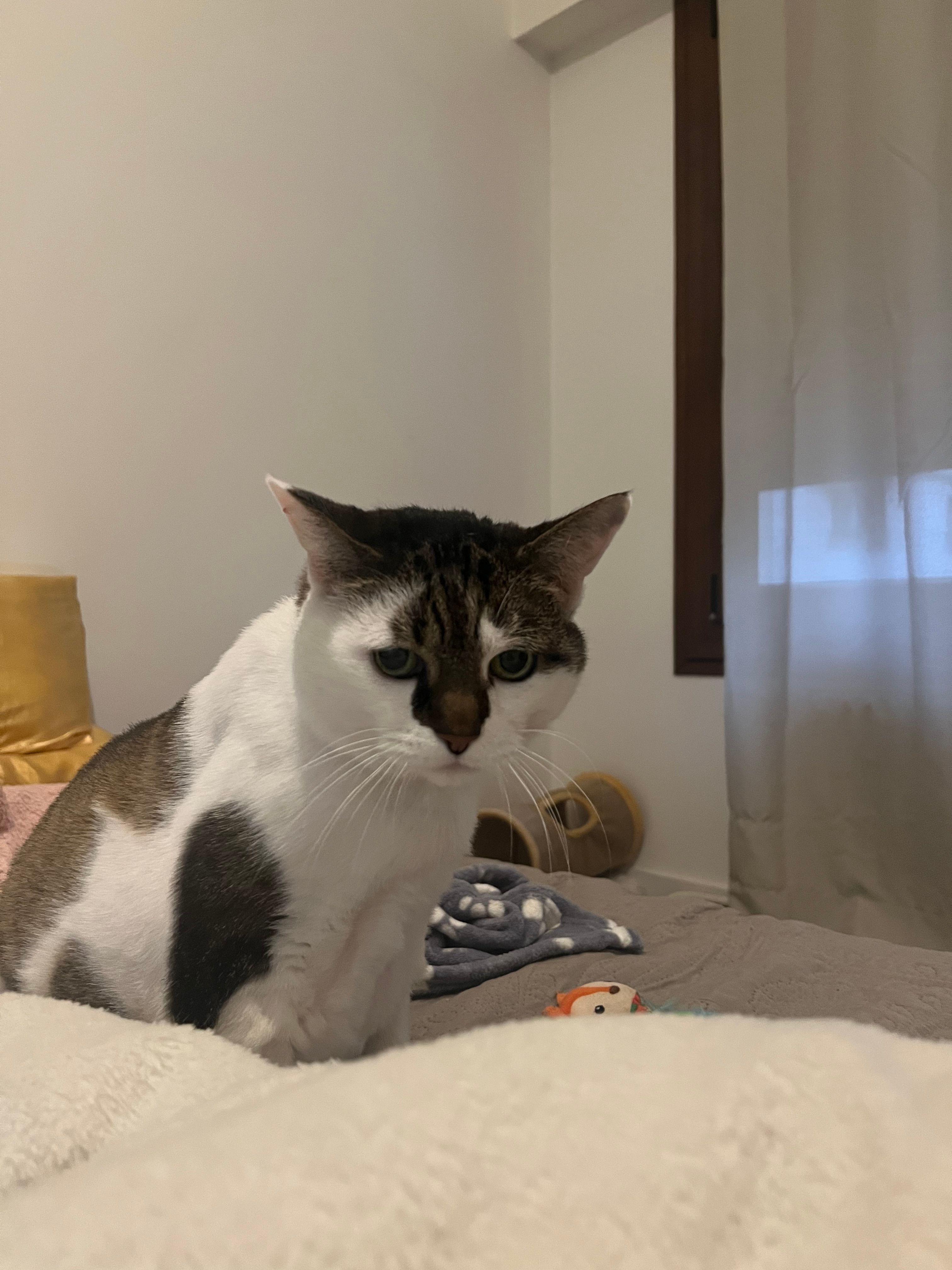 image-11