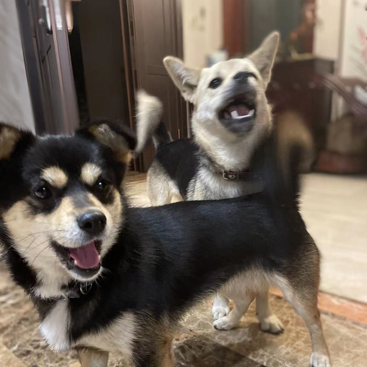 Oreo & Dudu