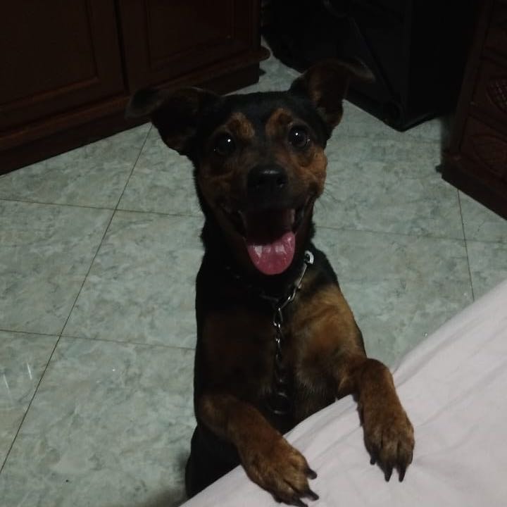 Bolinha