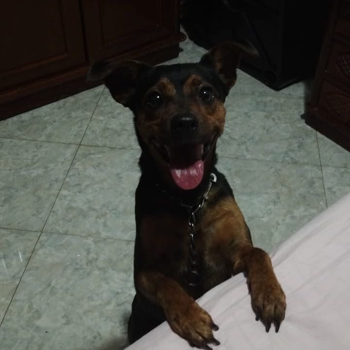 Bolinha