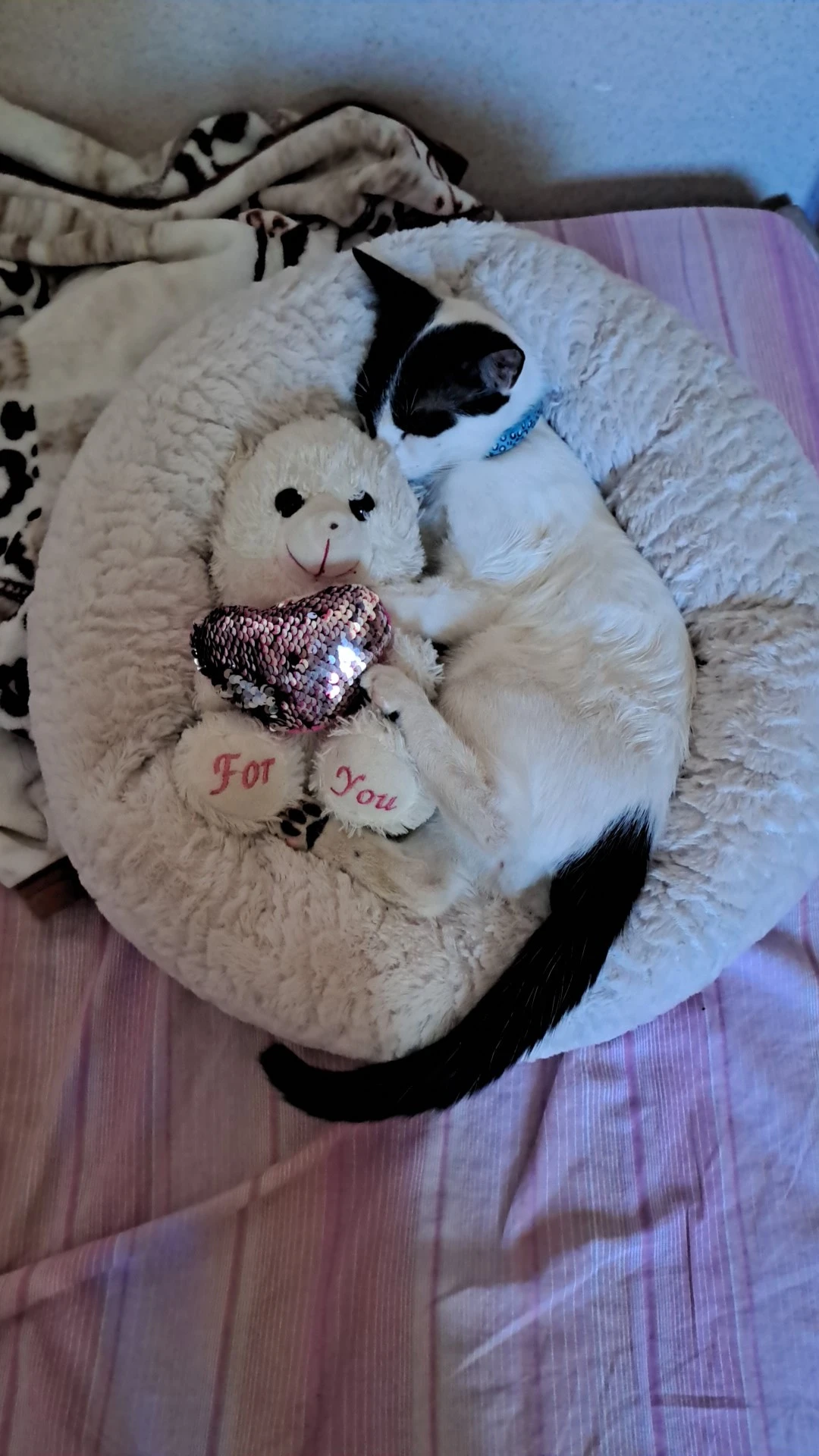 image-7