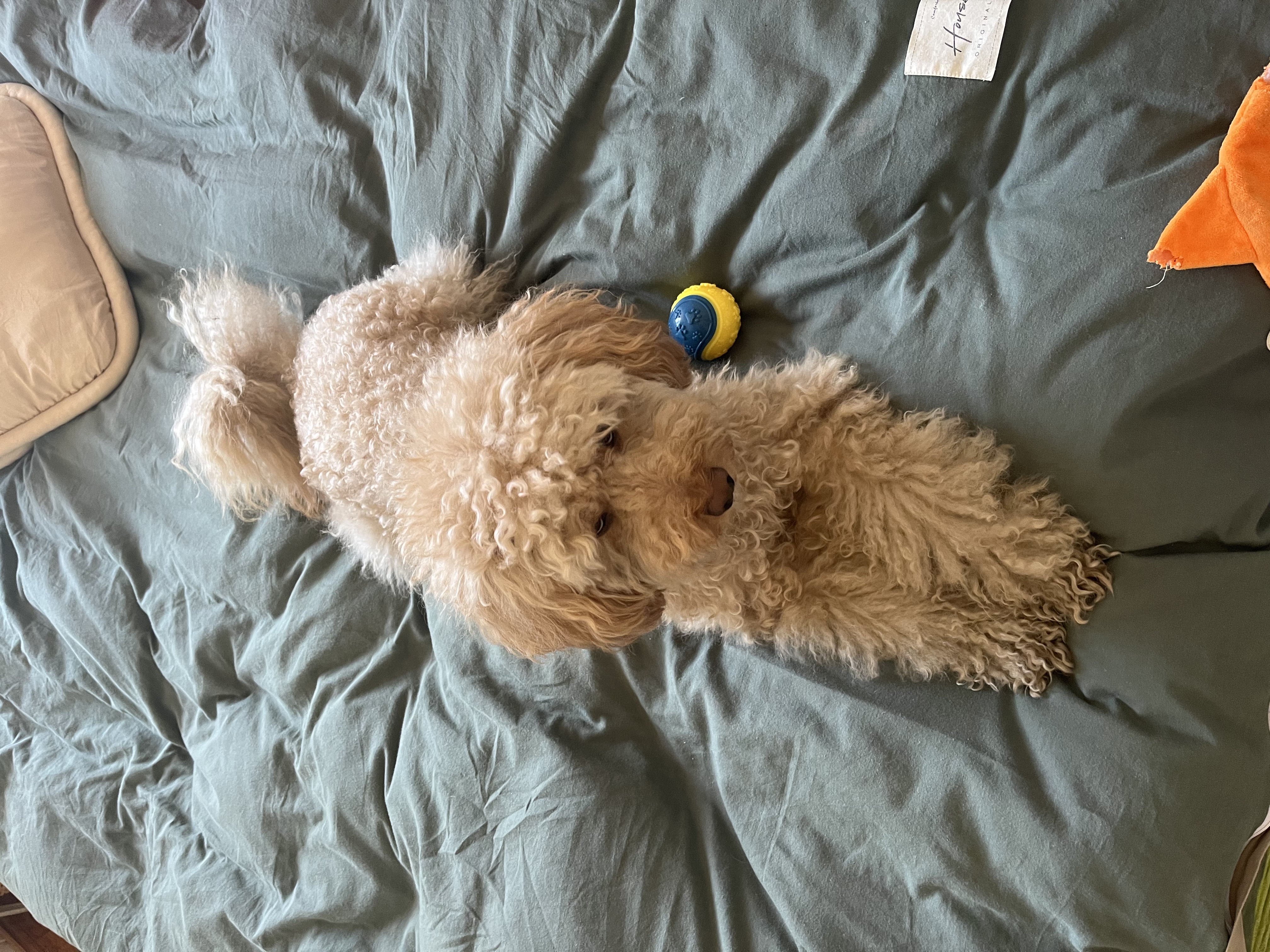 image-13