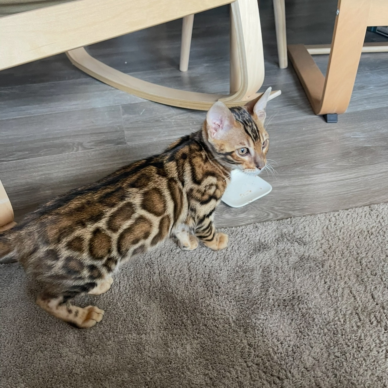 Tijger 