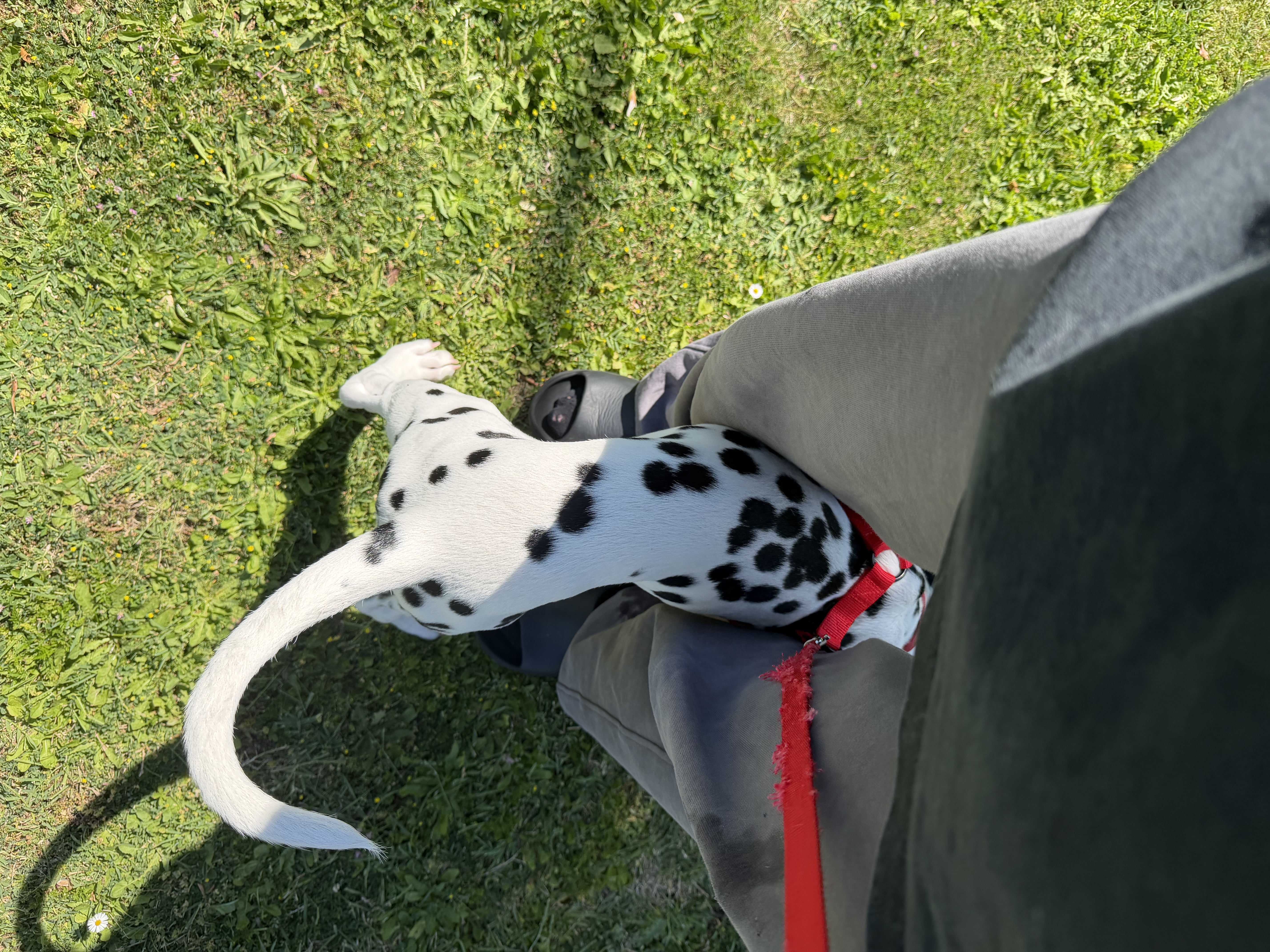image-7