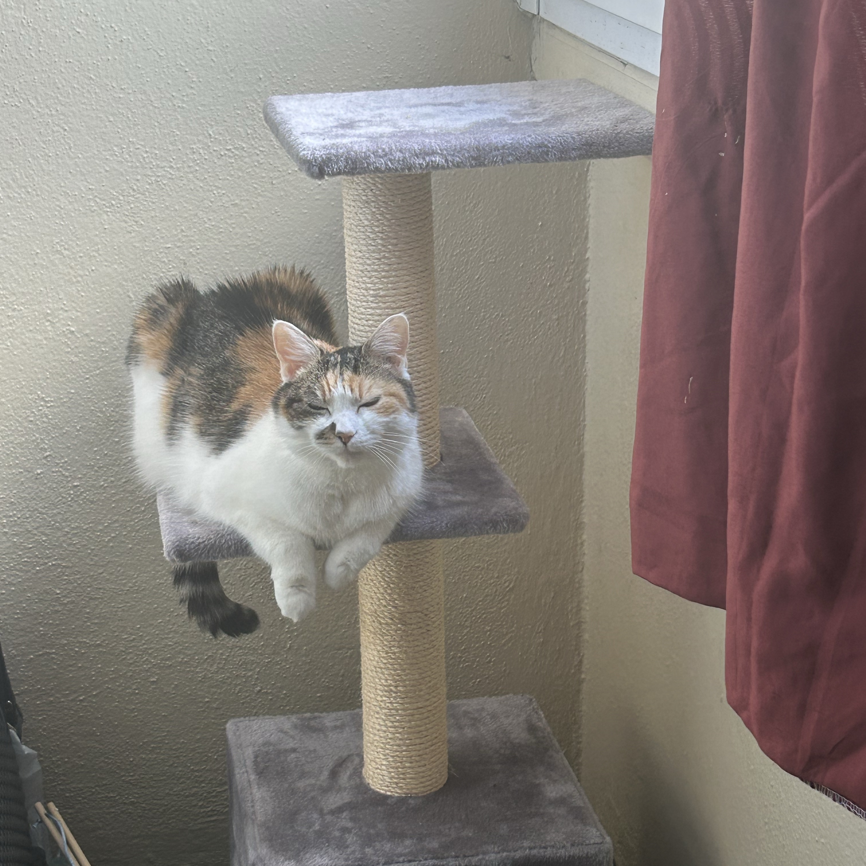 Biscotte