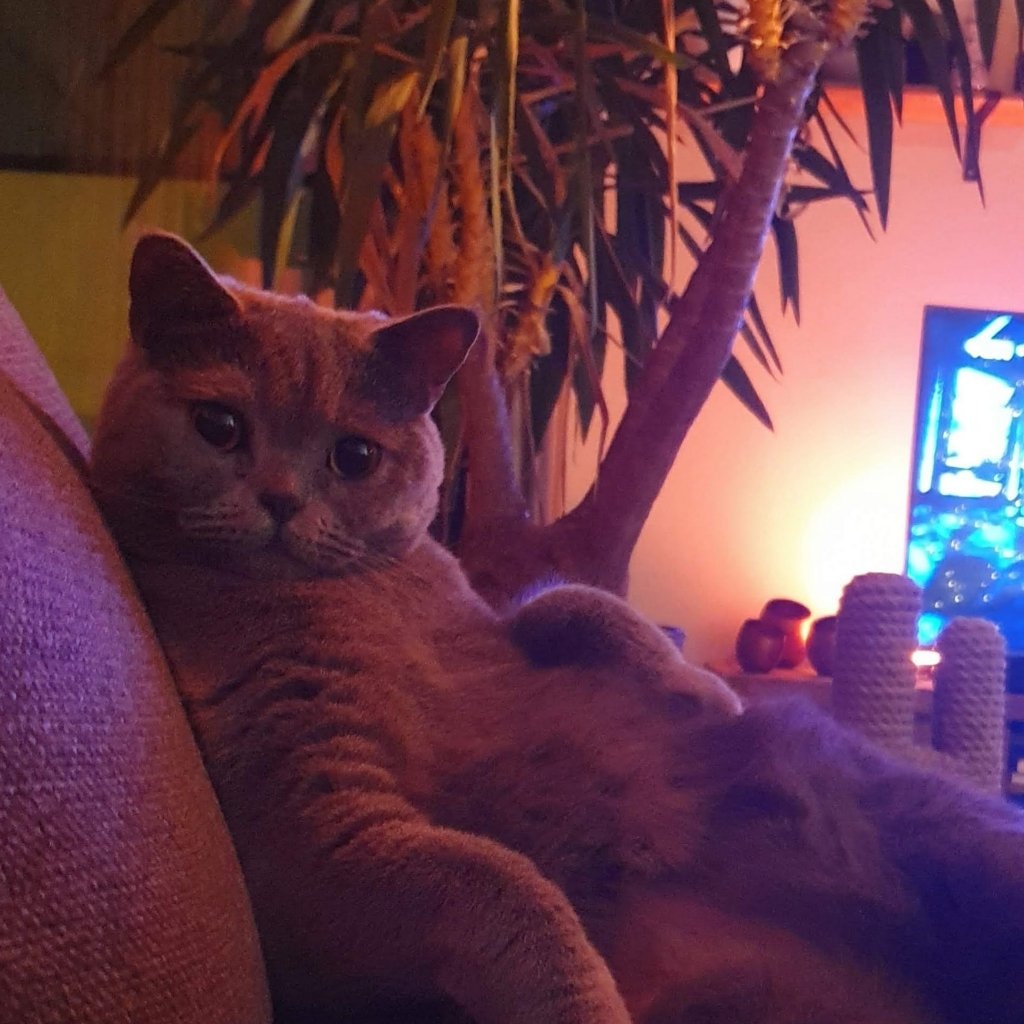 Merlot