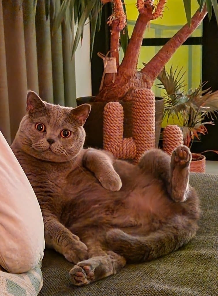 image-5