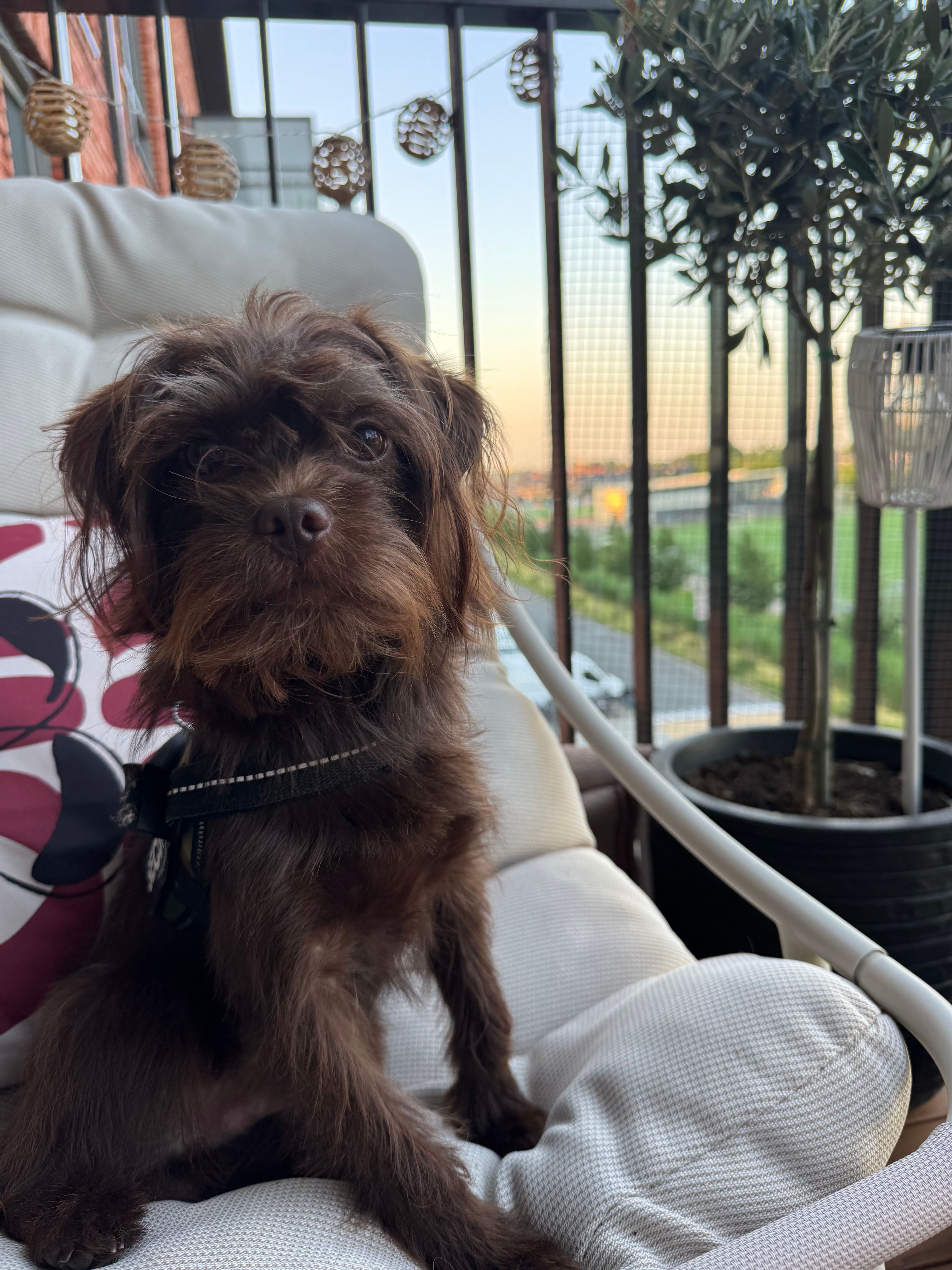 image-4
