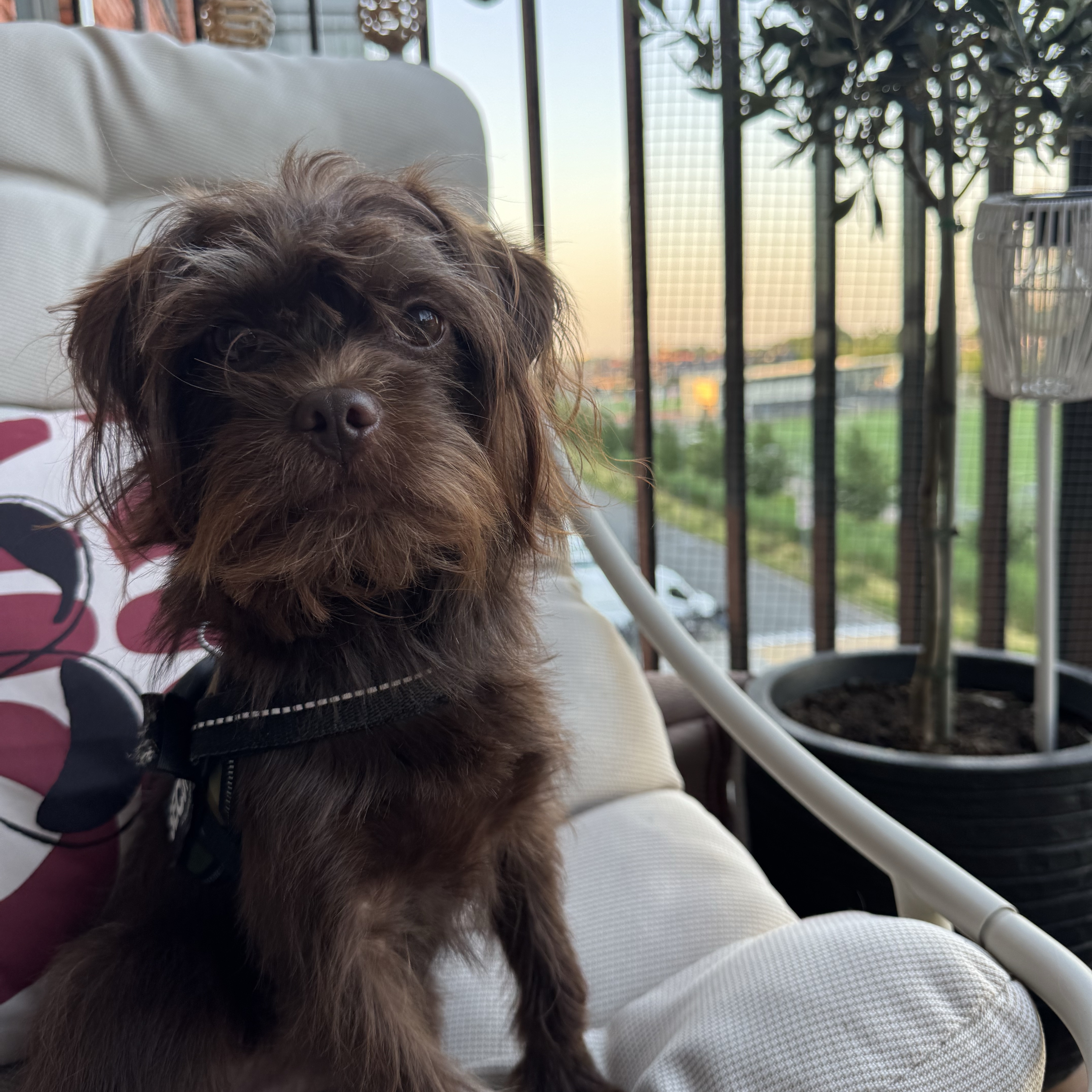 Bodhi 
