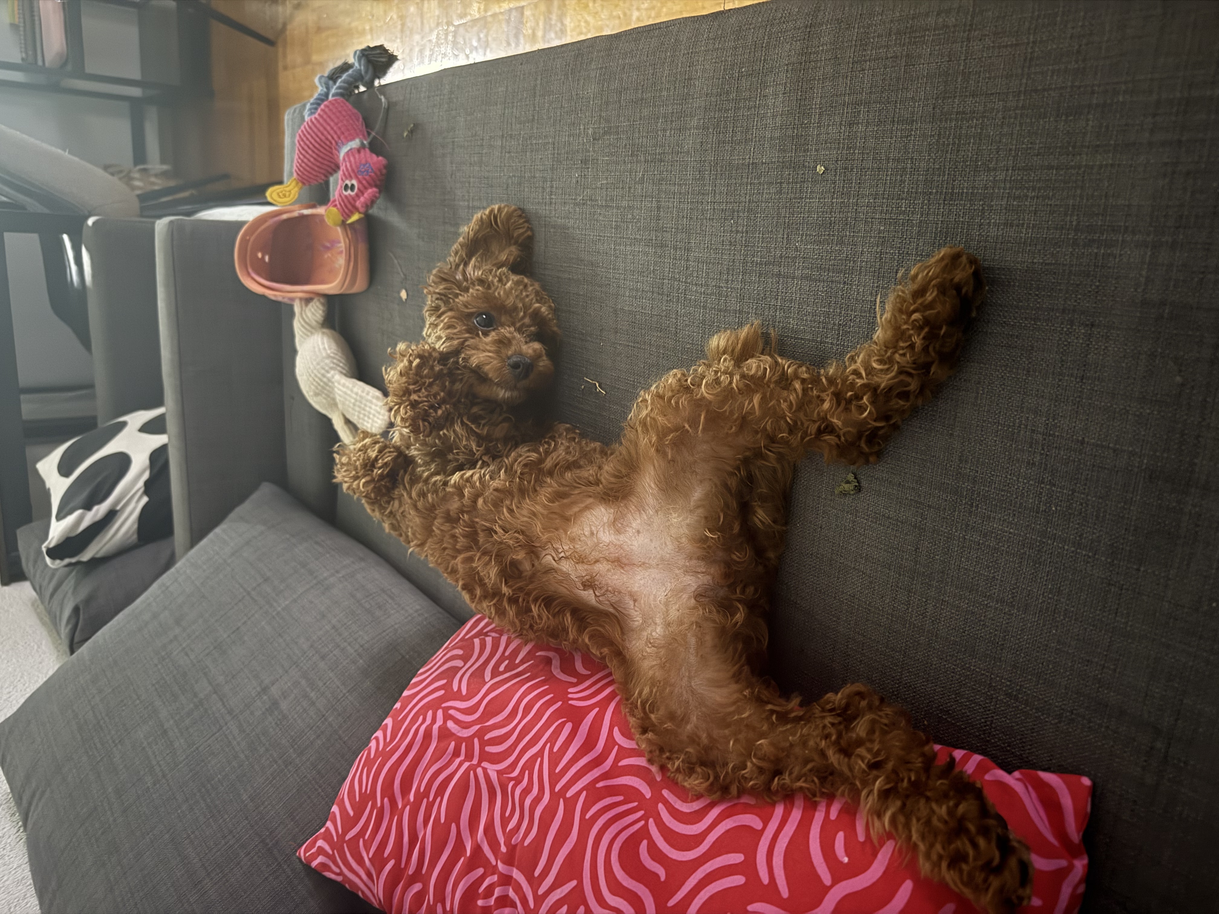 image-11