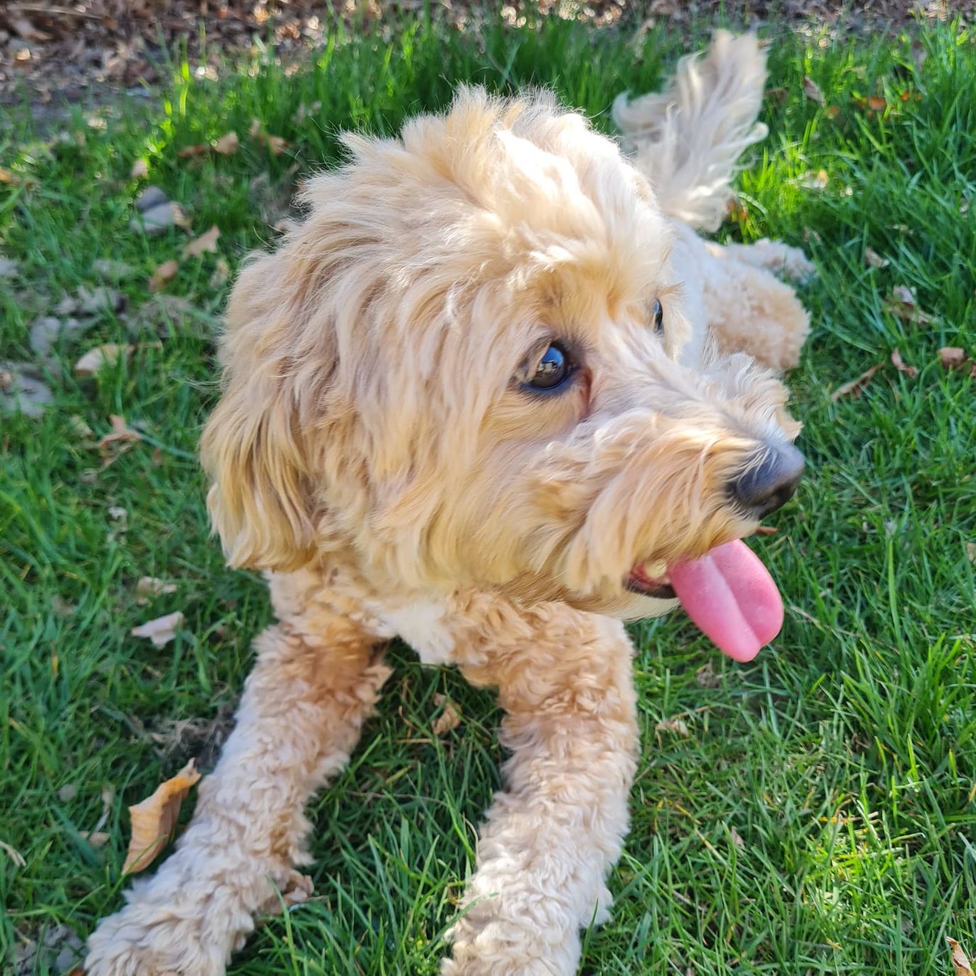 Rosie