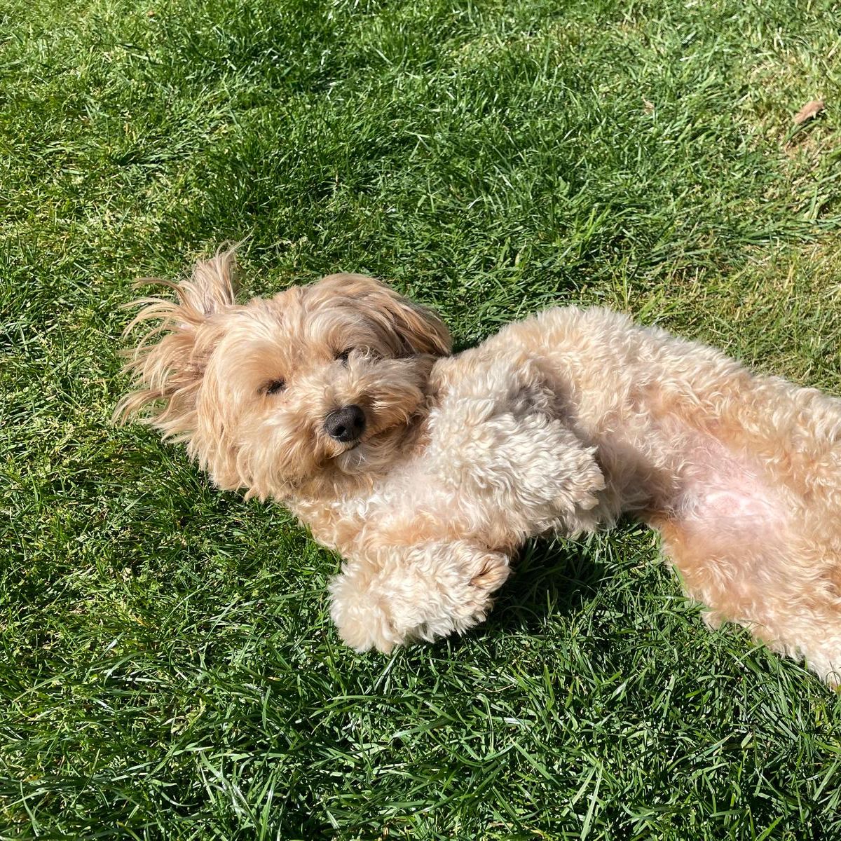 Stella