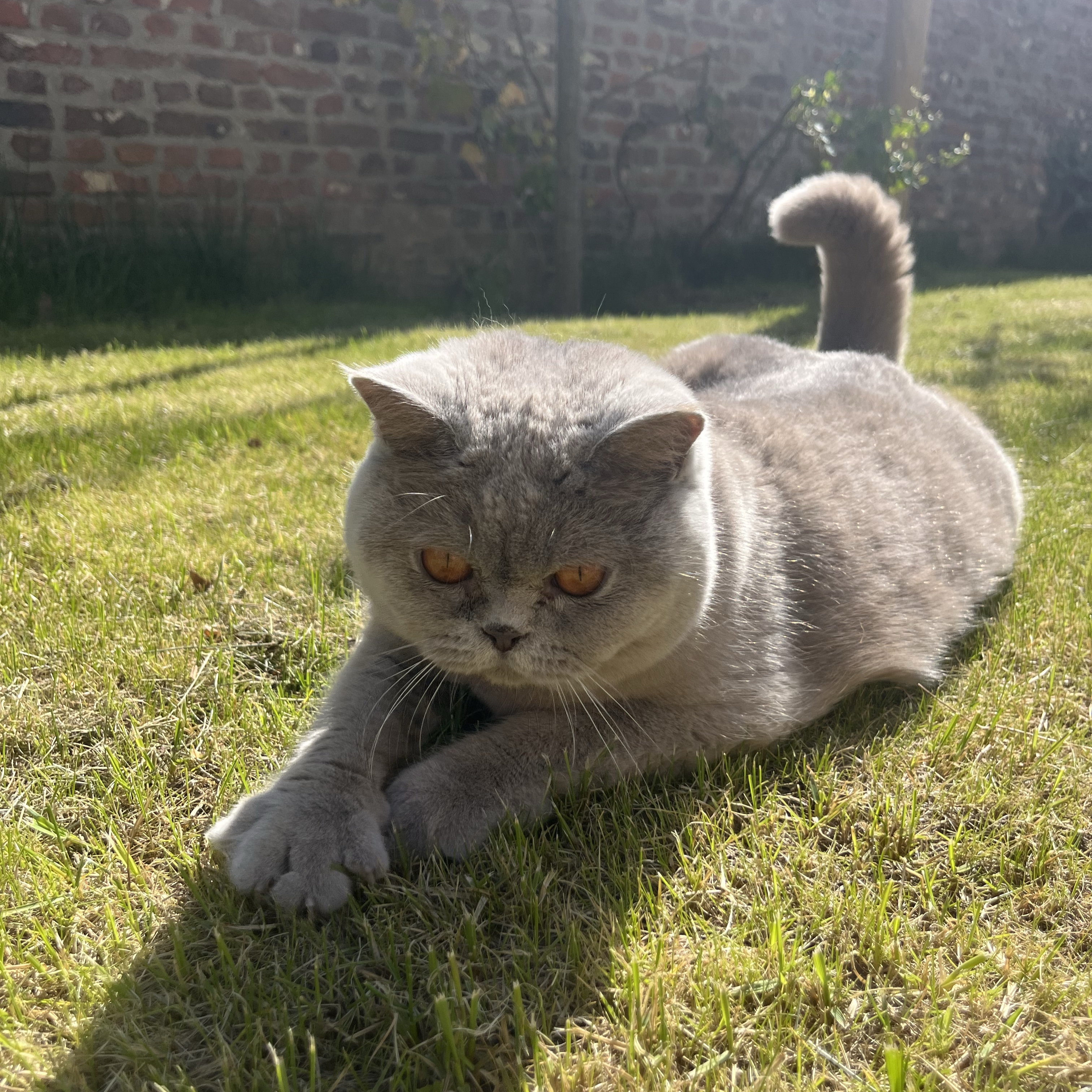 Lila