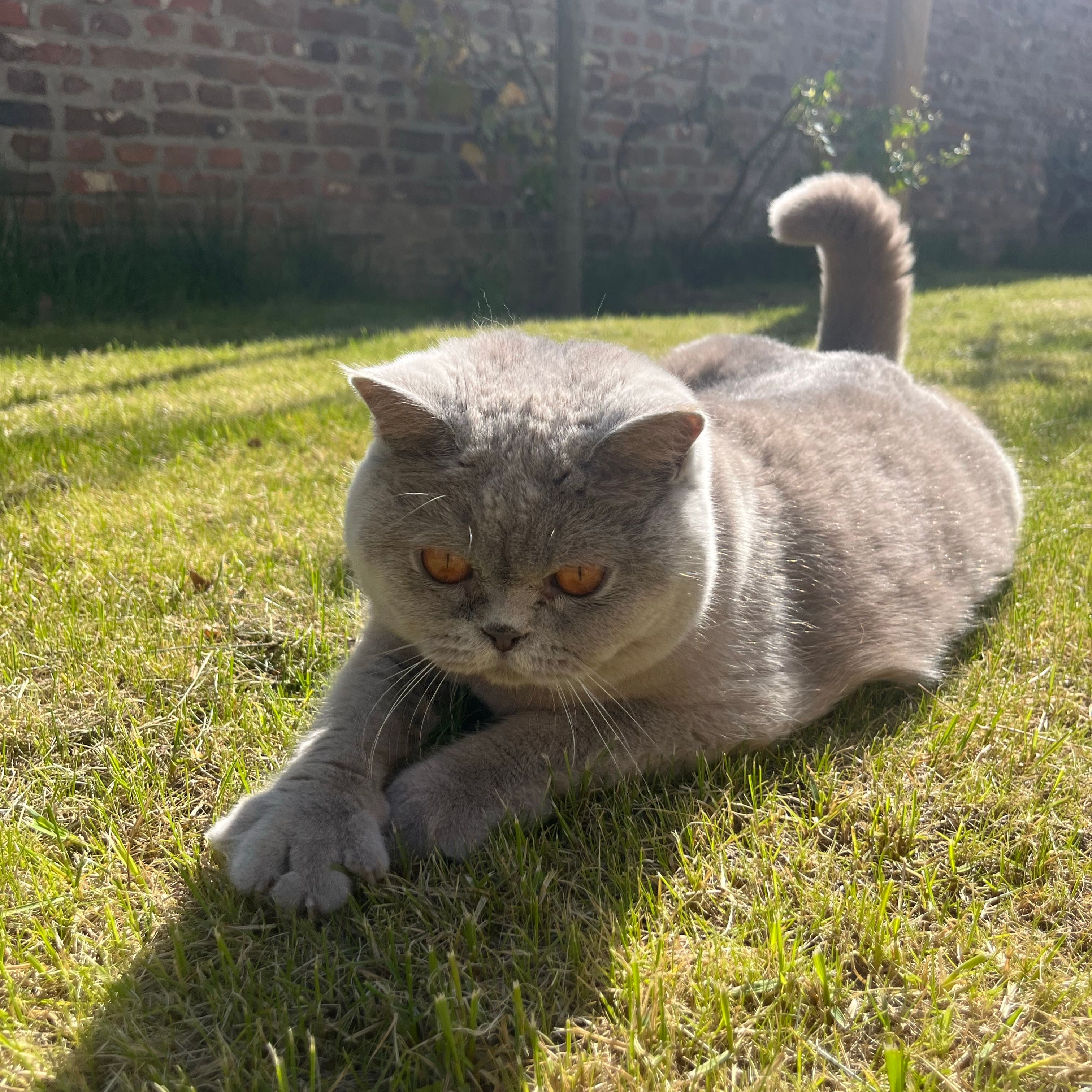 Lila