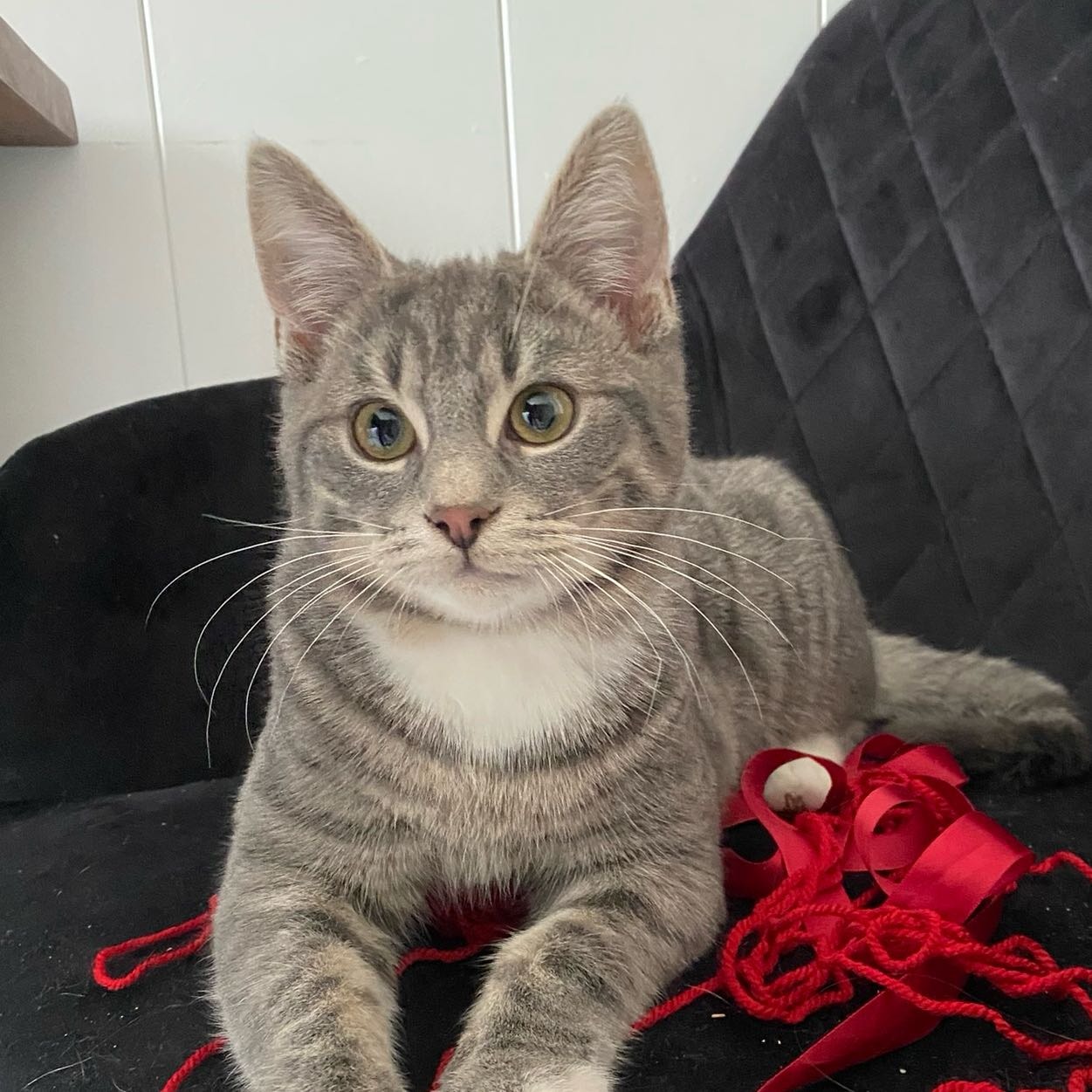 Mimi