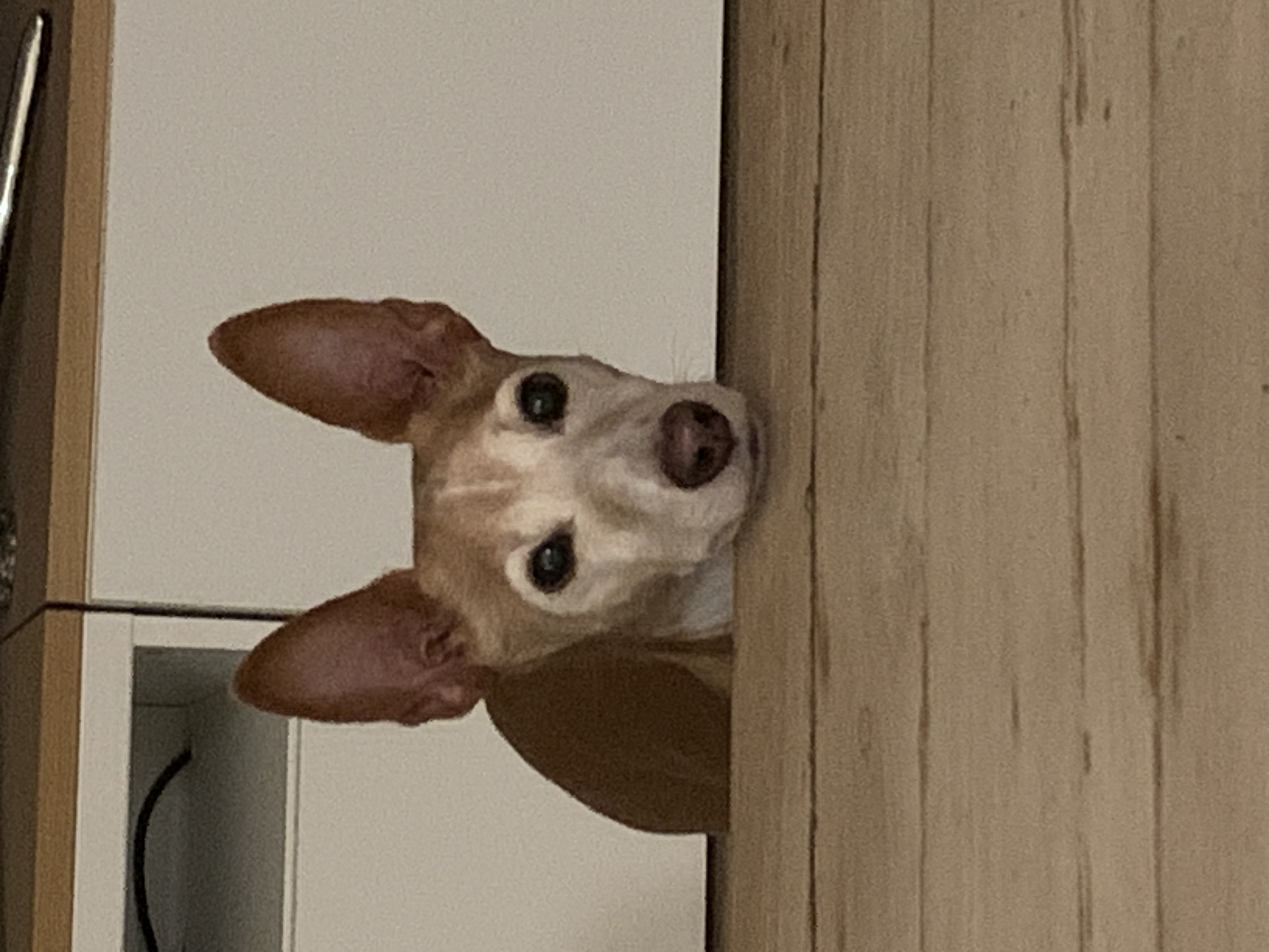 image-8