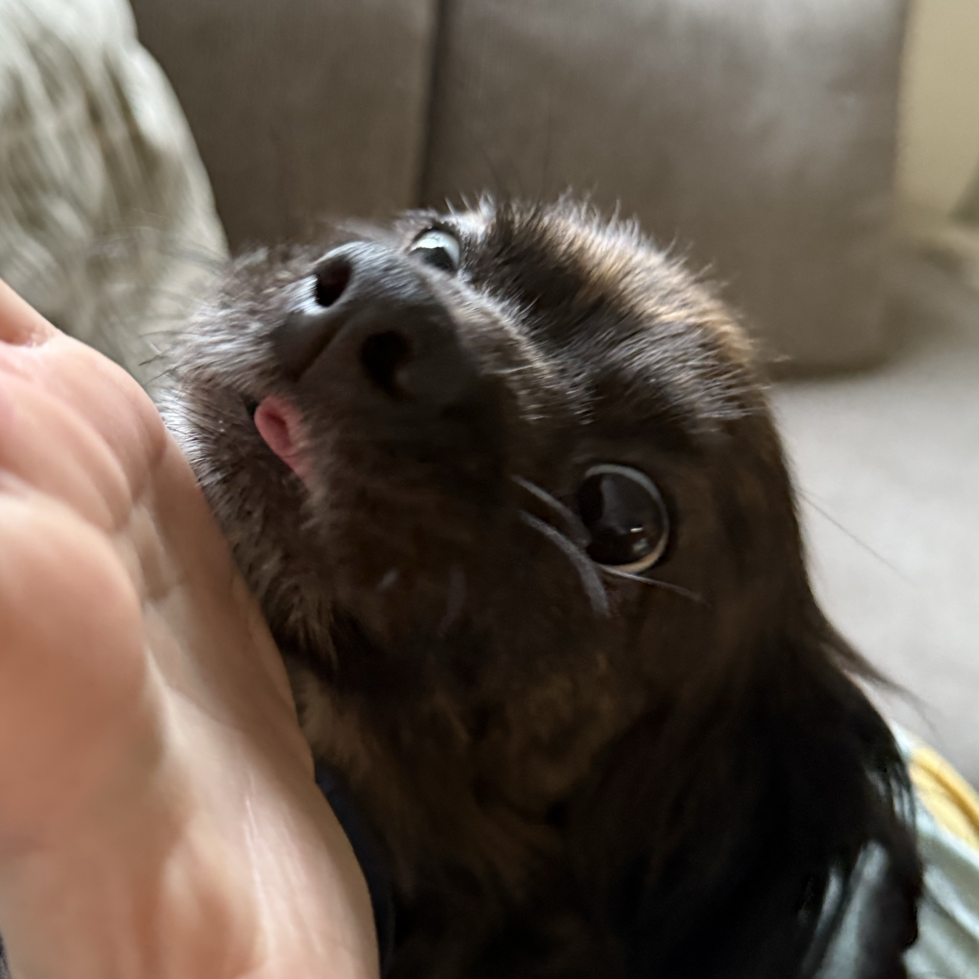 Didi