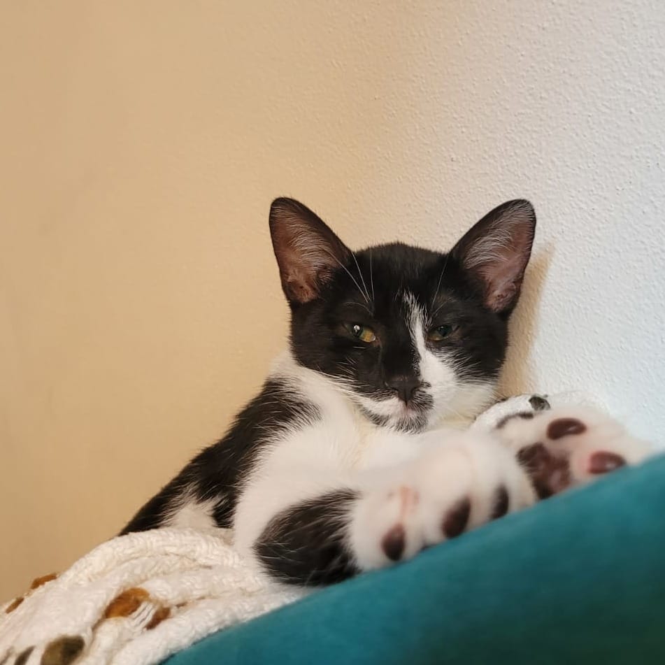 Maya