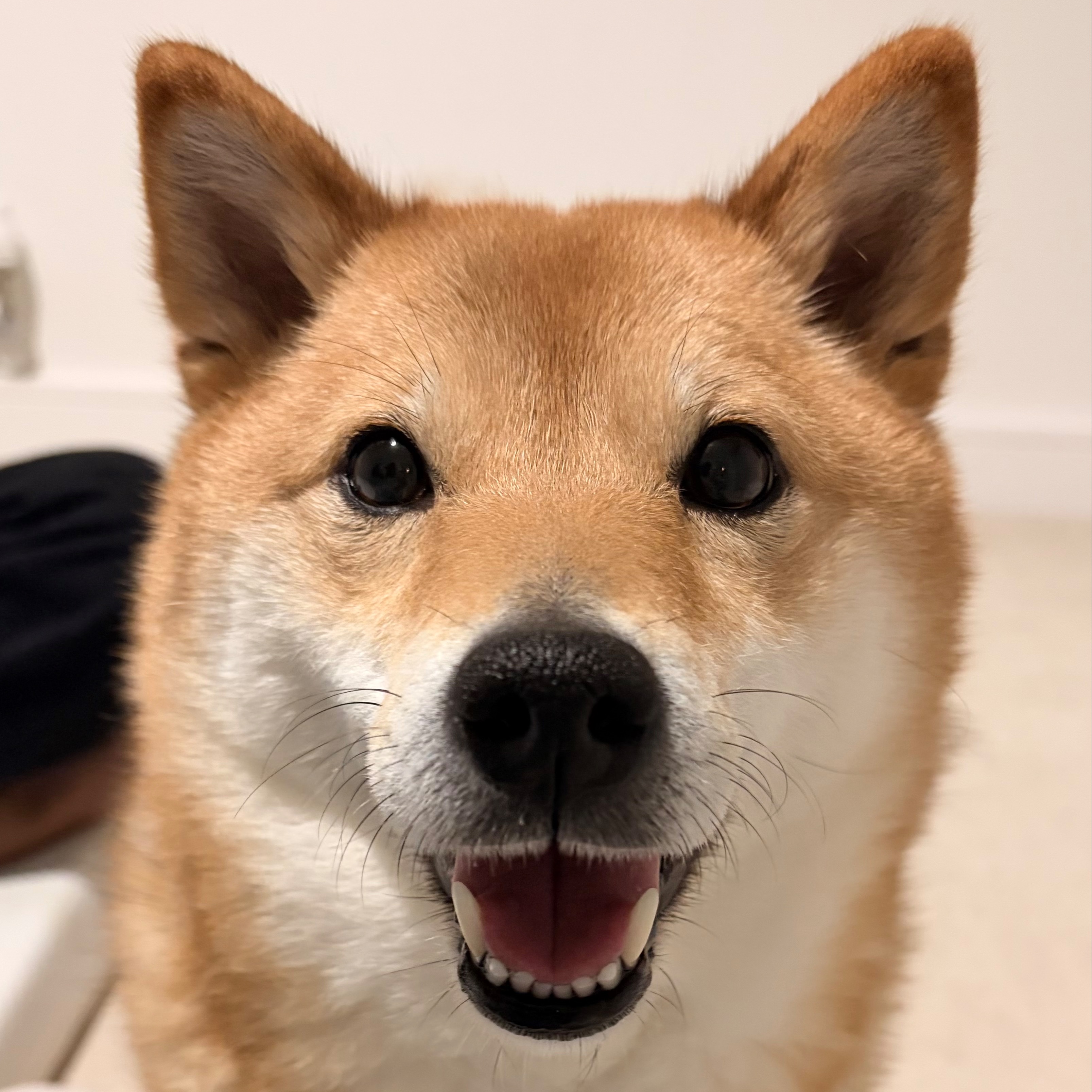 Mocha
