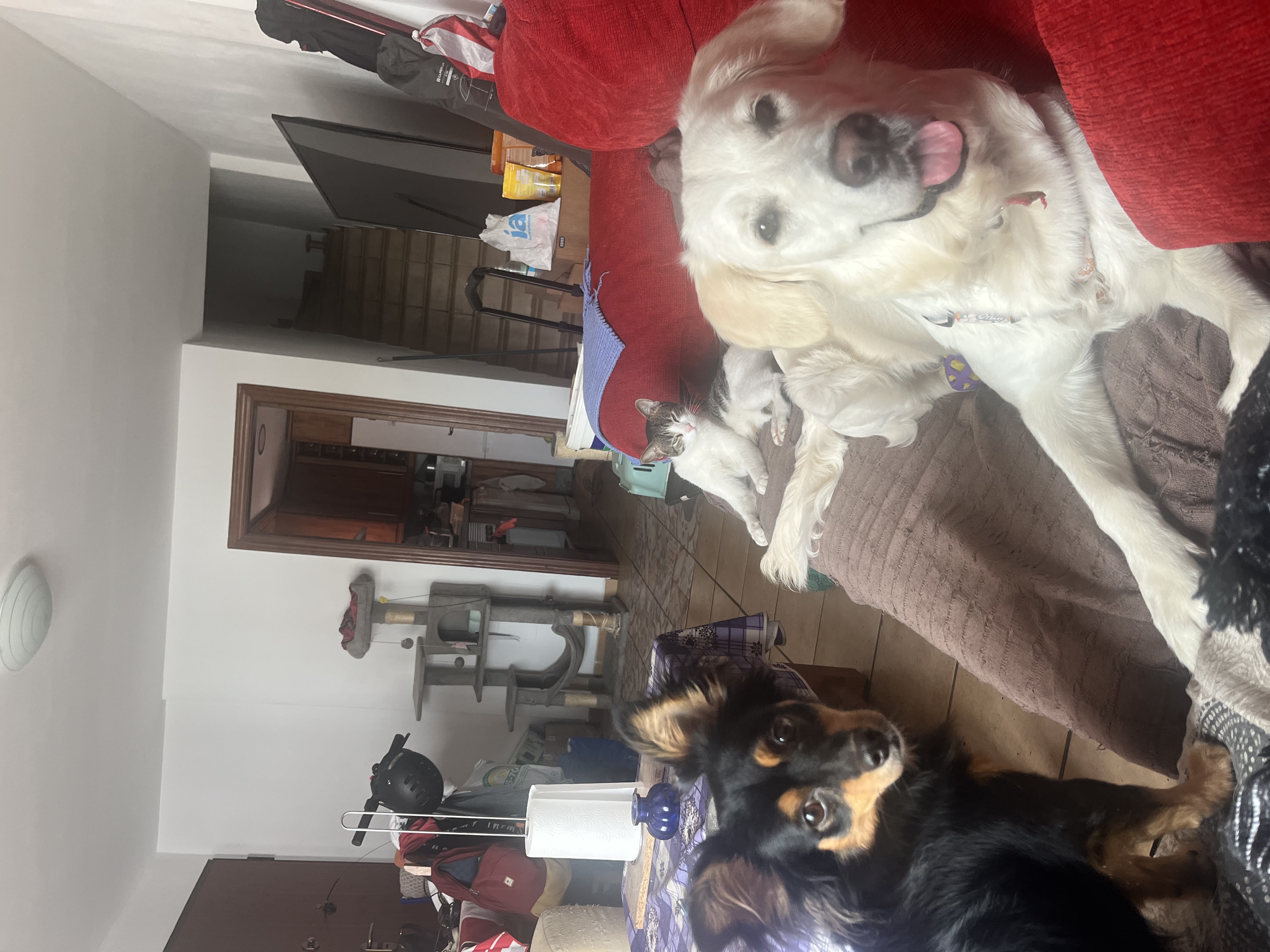 image-7