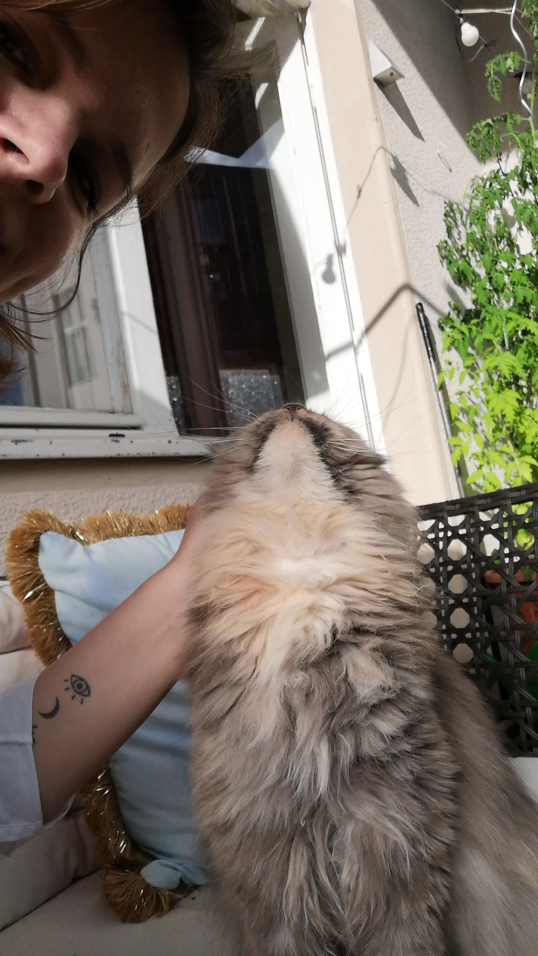 image-7