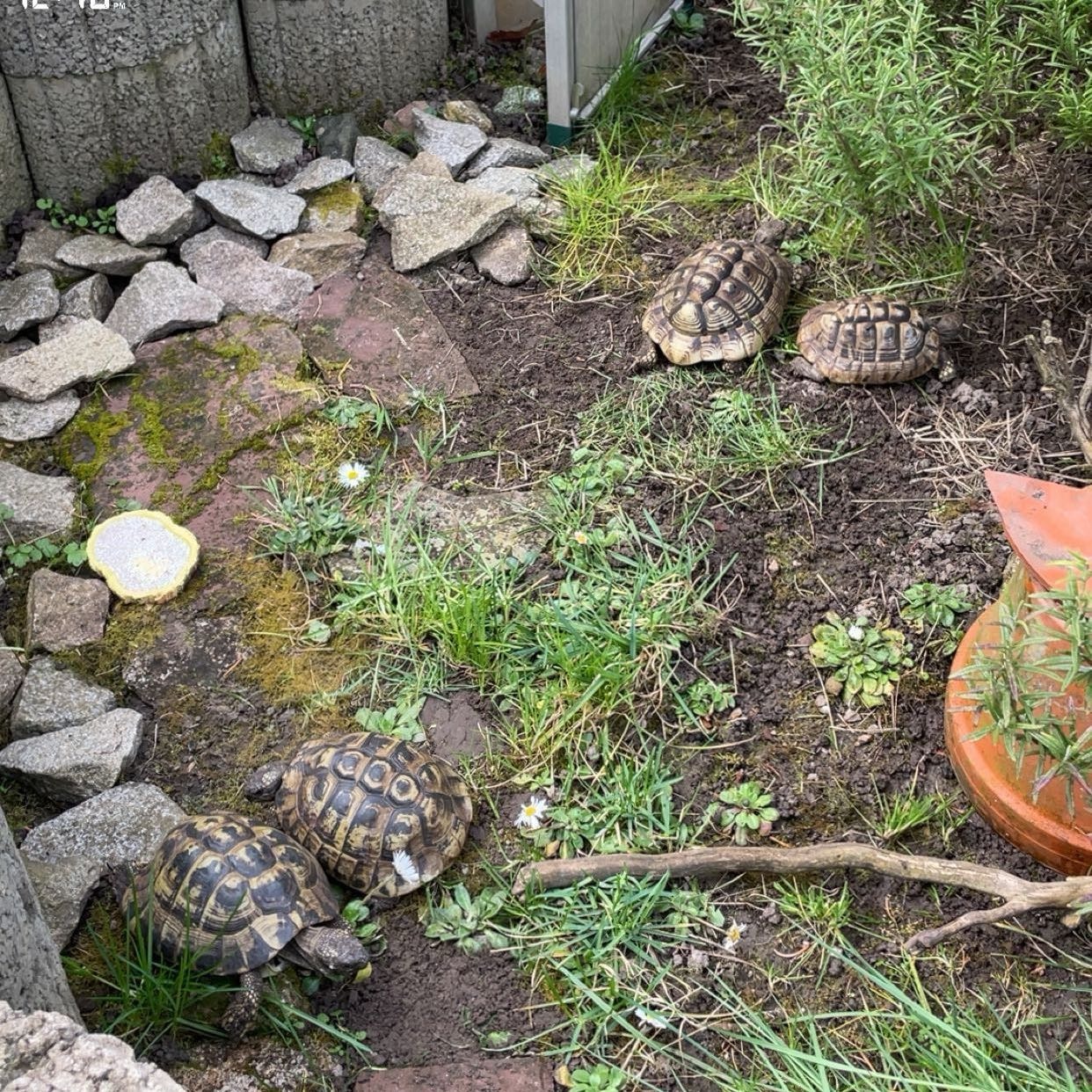 Horst, Iktrasil, Kröti, Bonny, Lola