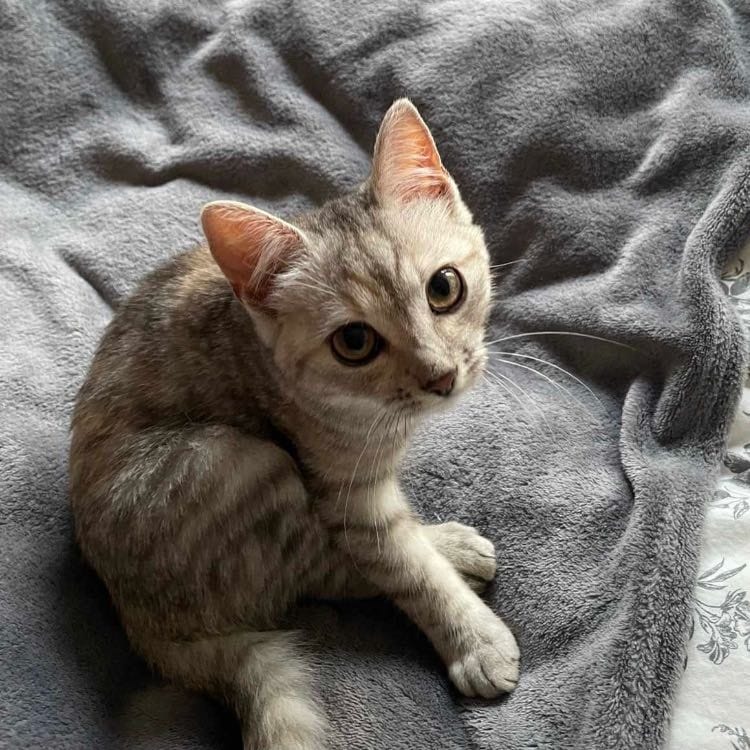 Arya