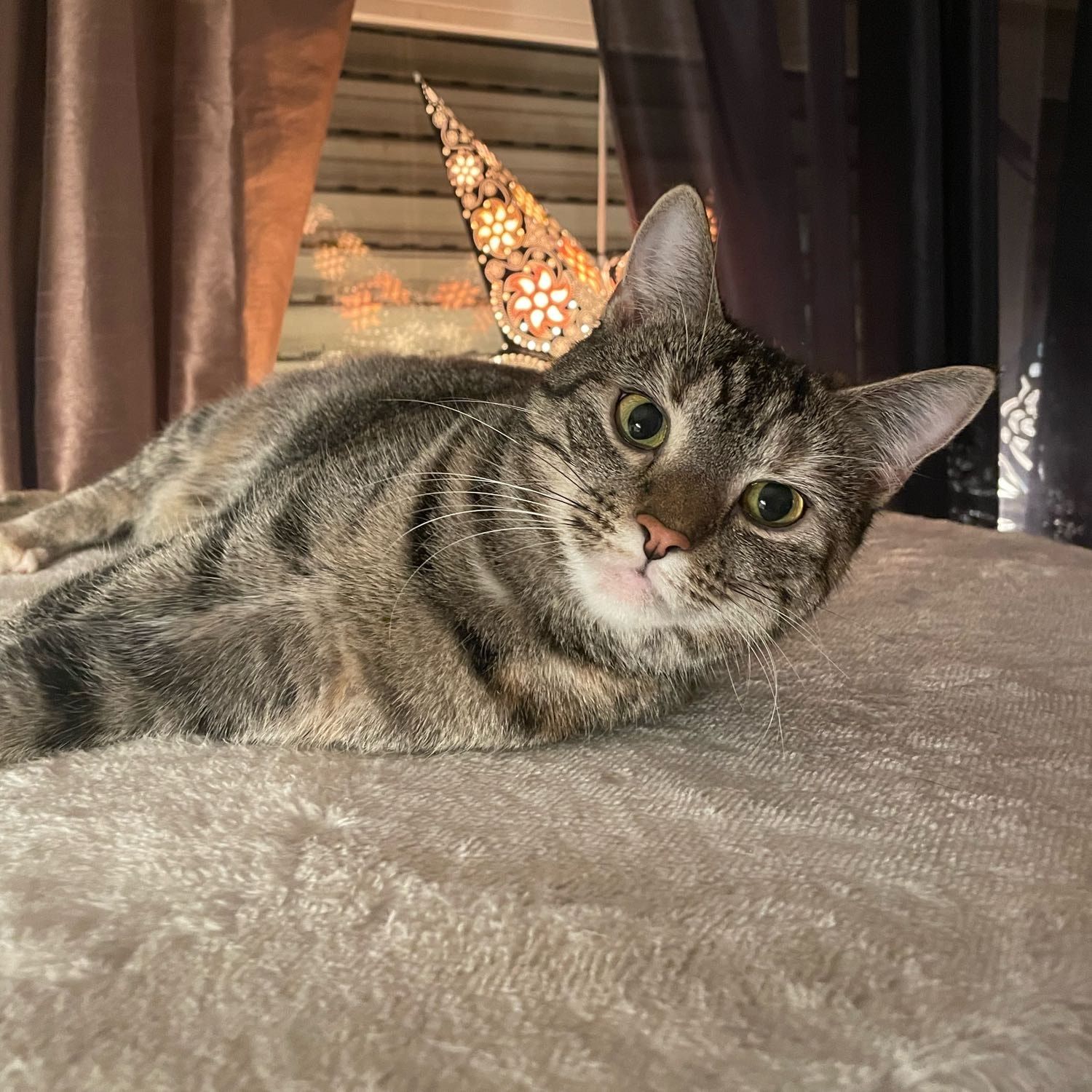 Lilli-Fee
