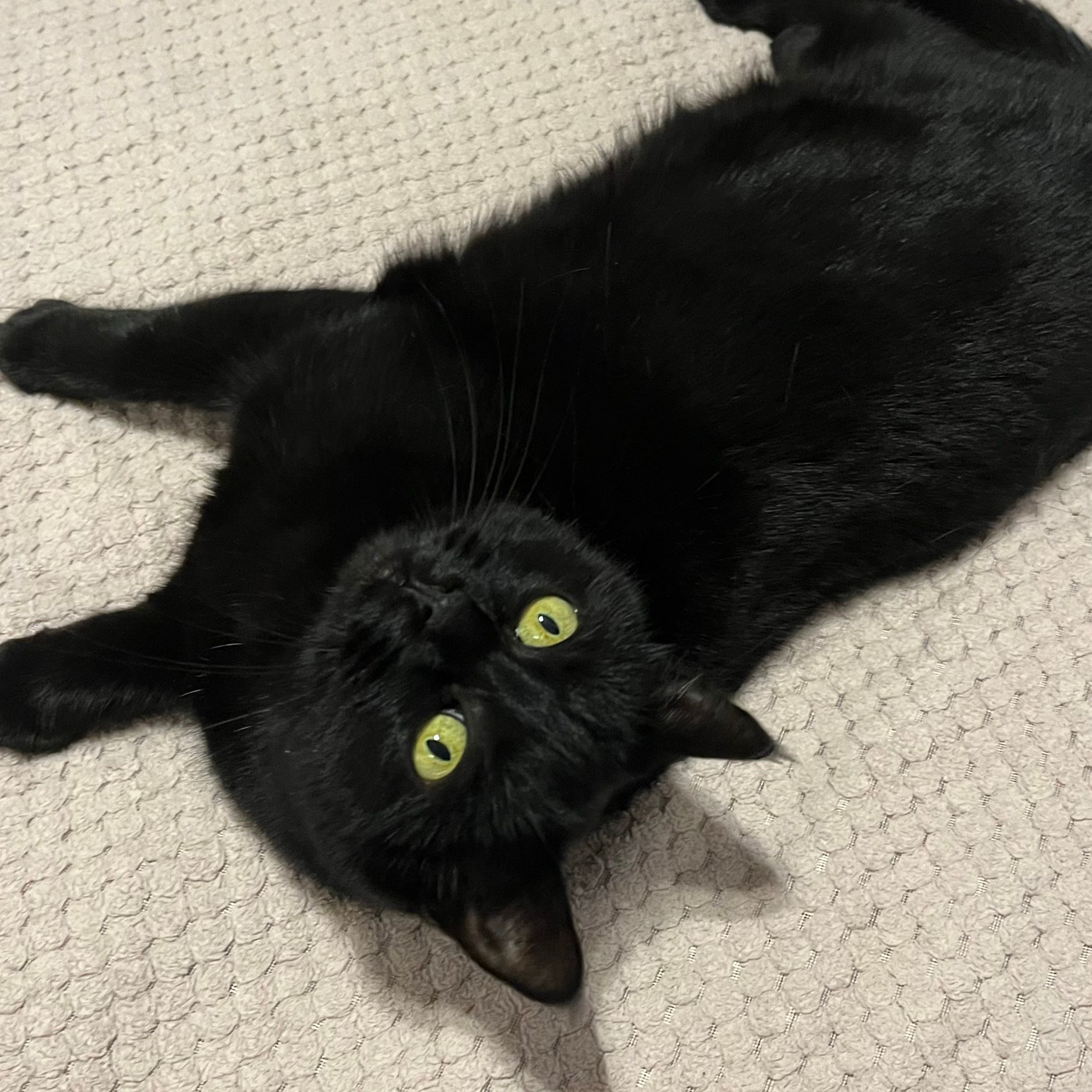 Maala