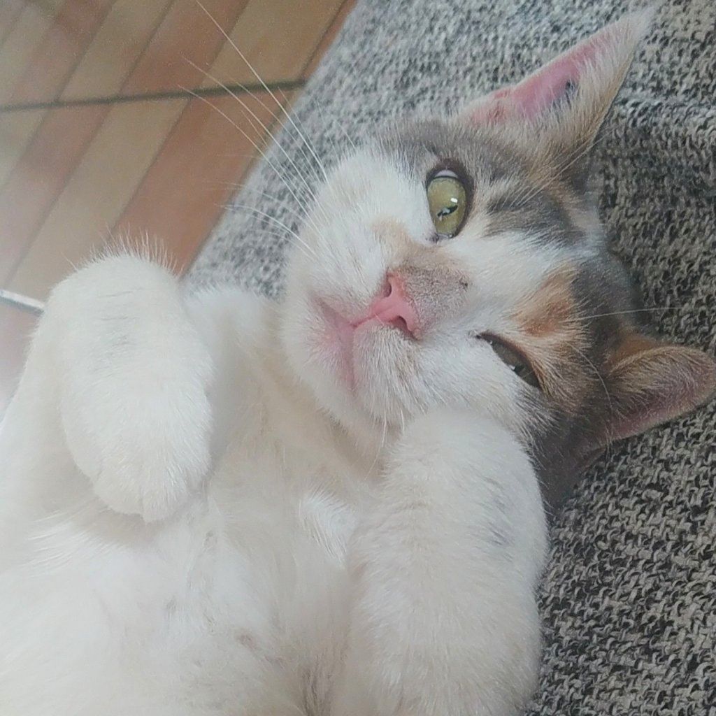 Choupette